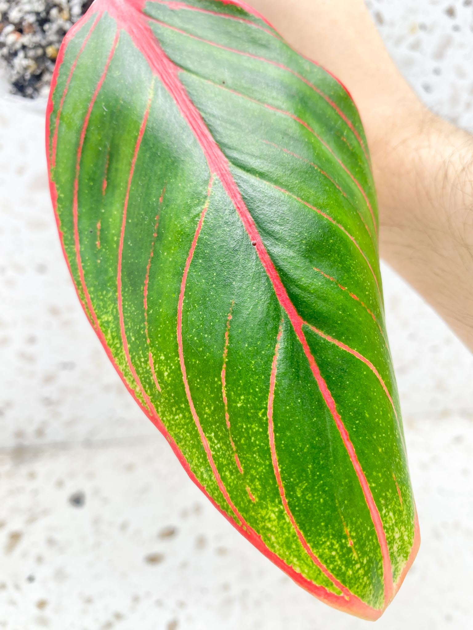 *Aglaonema Khanza Sunset 1 leaf (slightly rooted)