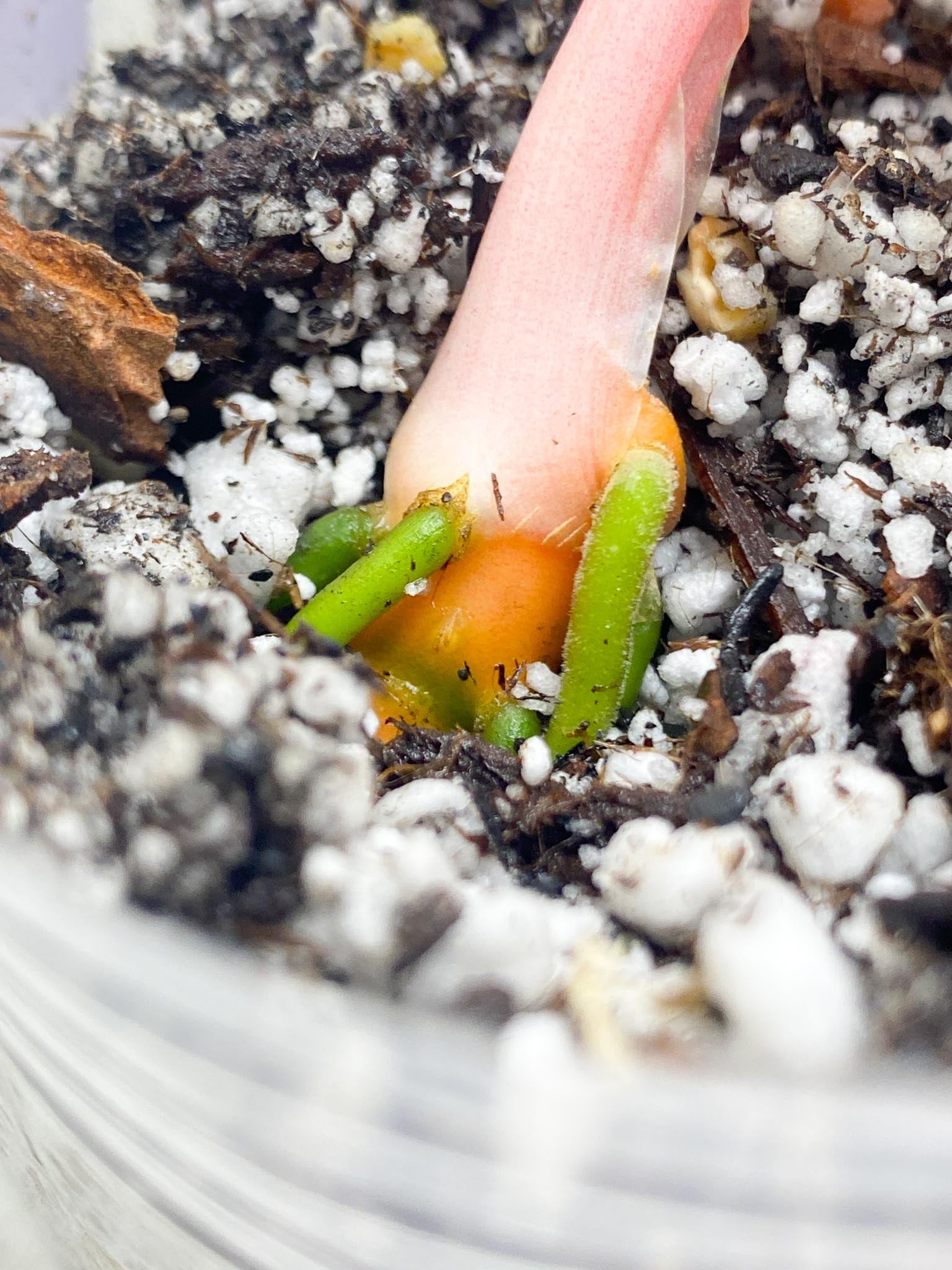 *Aglaonema Khanza Sunset 1 leaf (slightly rooted)