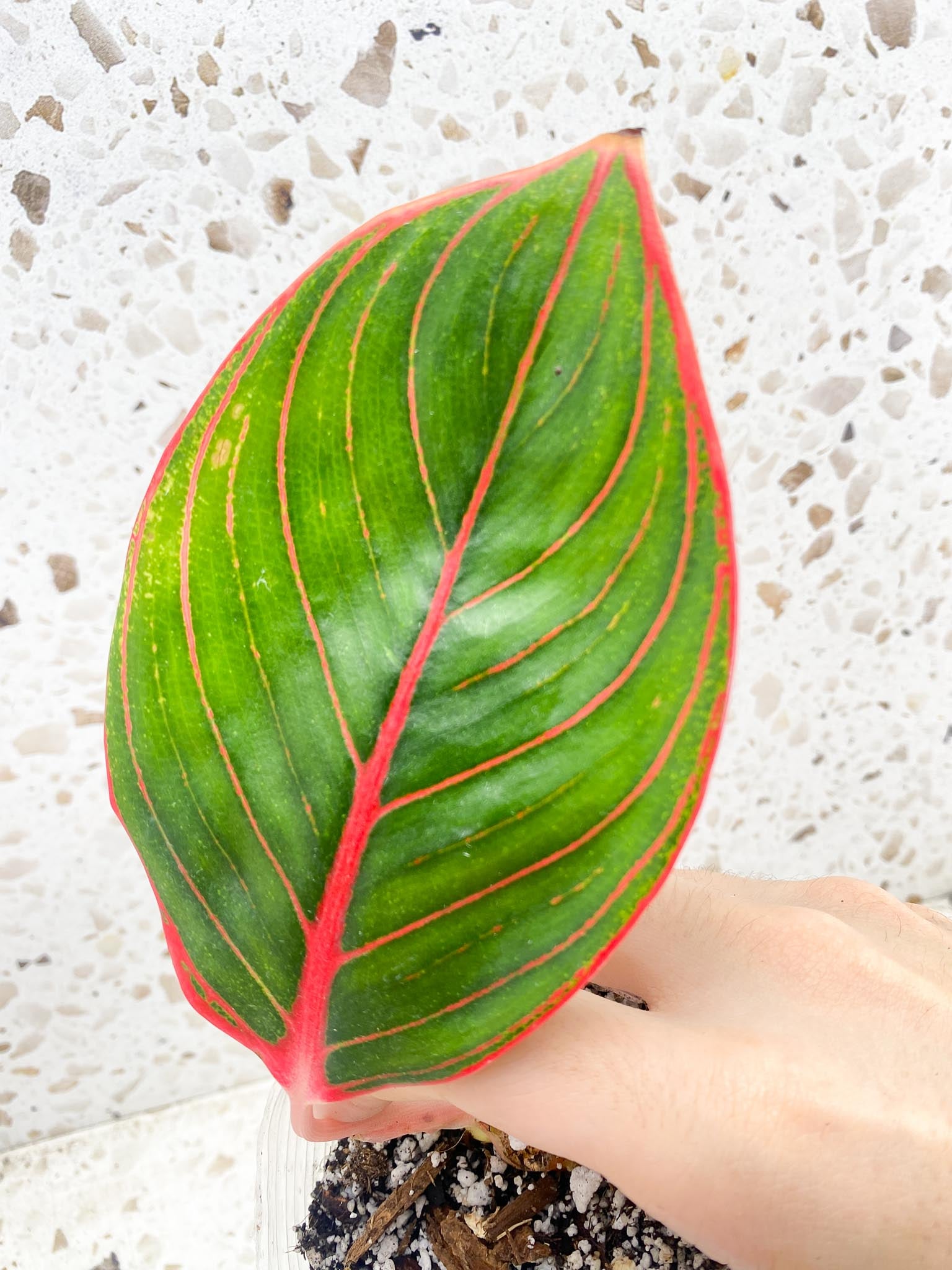 *Aglaonema Khanza Sunset 1 leaf (slightly rooted)