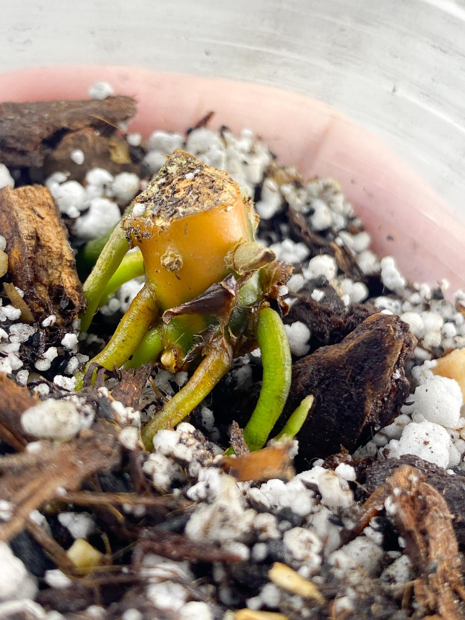 *Aglaonema Khanza Sunset multiple nodes with sprouting buds (slightly rooted)