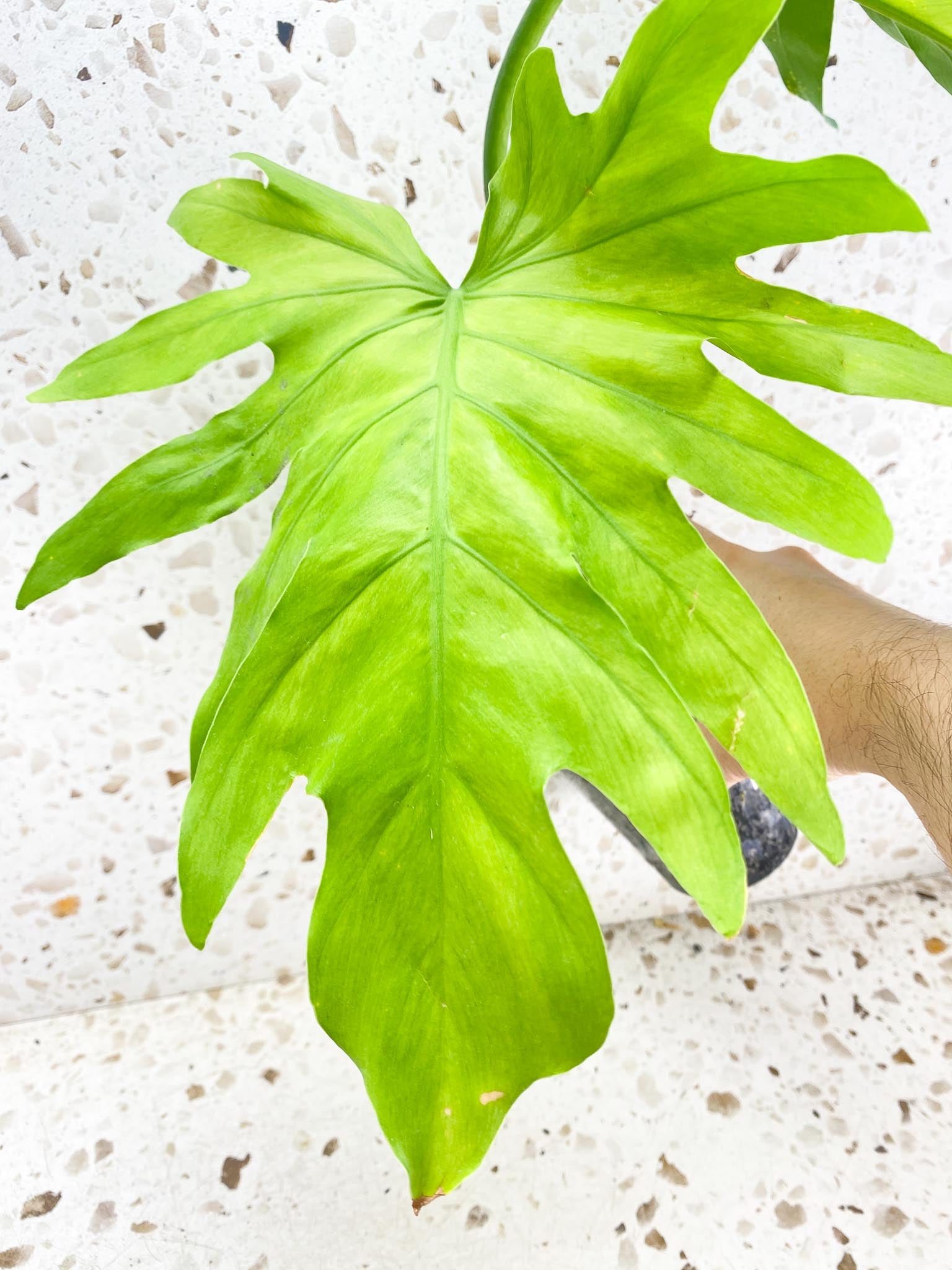 Thaumatophyllum Radiatum Variegated 3 leaf top cutting newest leaf is unfurling half moon leaf (rooting)