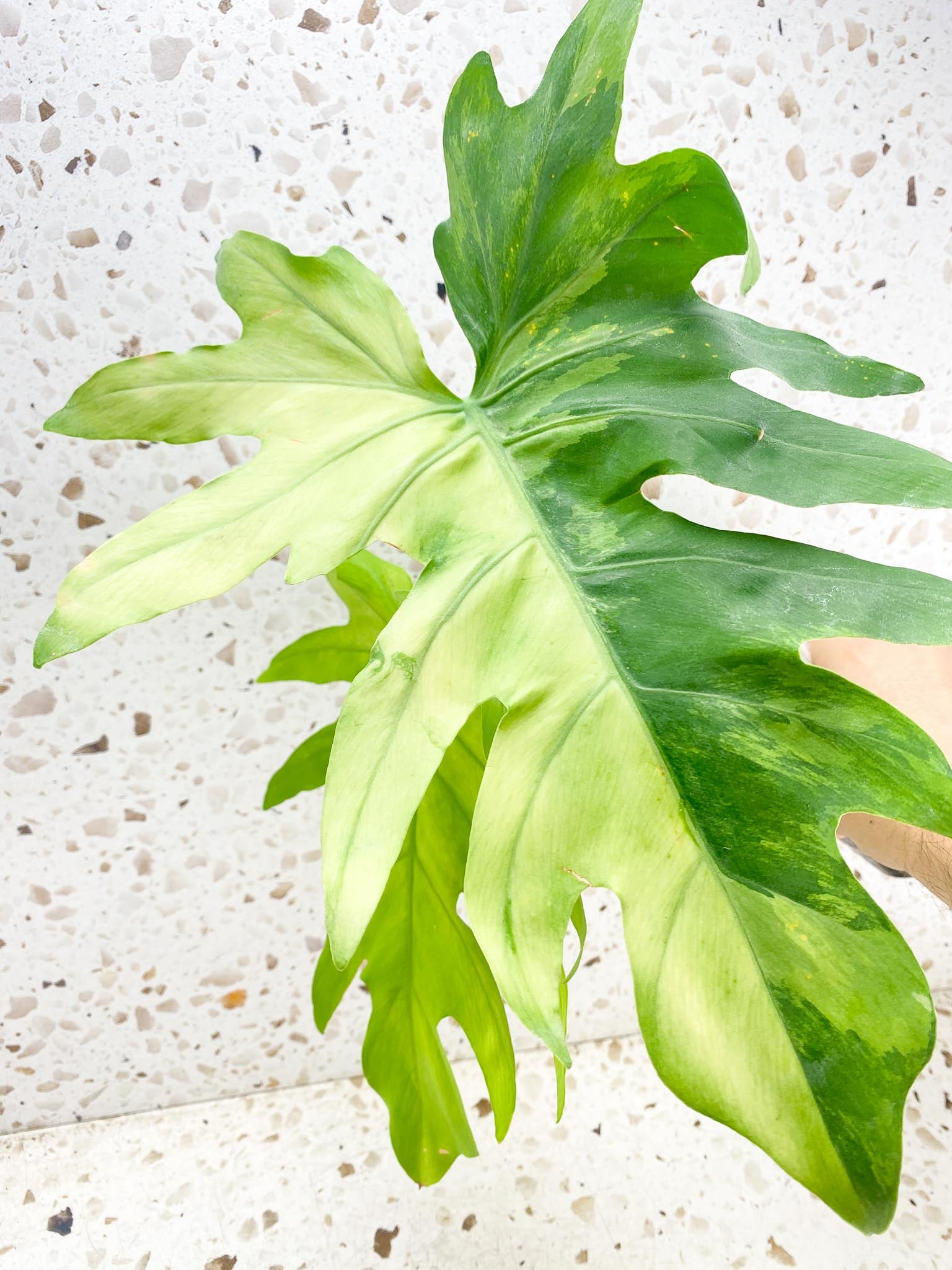 Thaumatophyllum Radiatum Variegated 3 leaf top cutting newest leaf is unfurling half moon leaf (rooting)