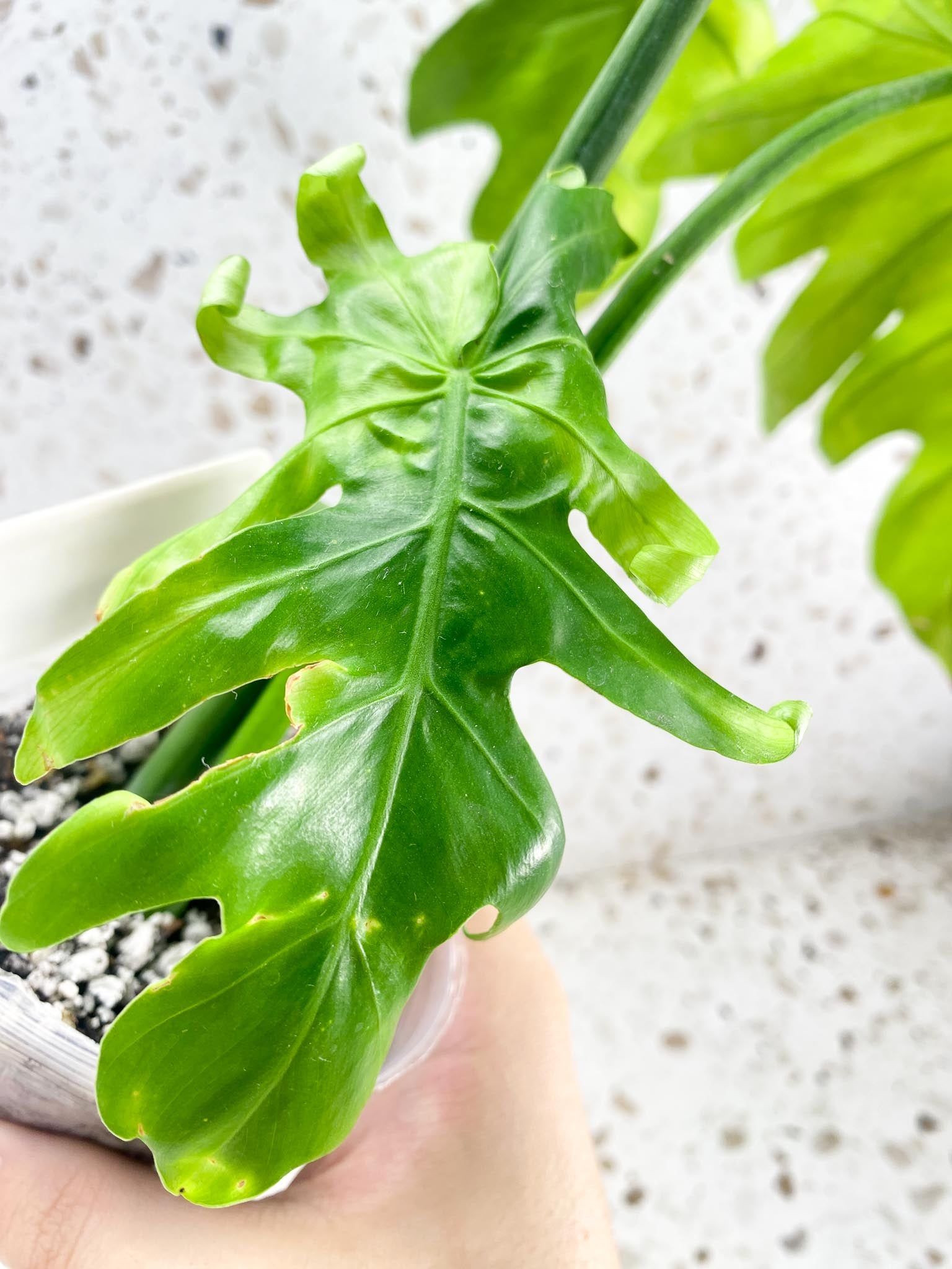 Thaumatophyllum Radiatum Variegated 3 leaf top cutting newest leaf is unfurling half moon leaf (rooting)