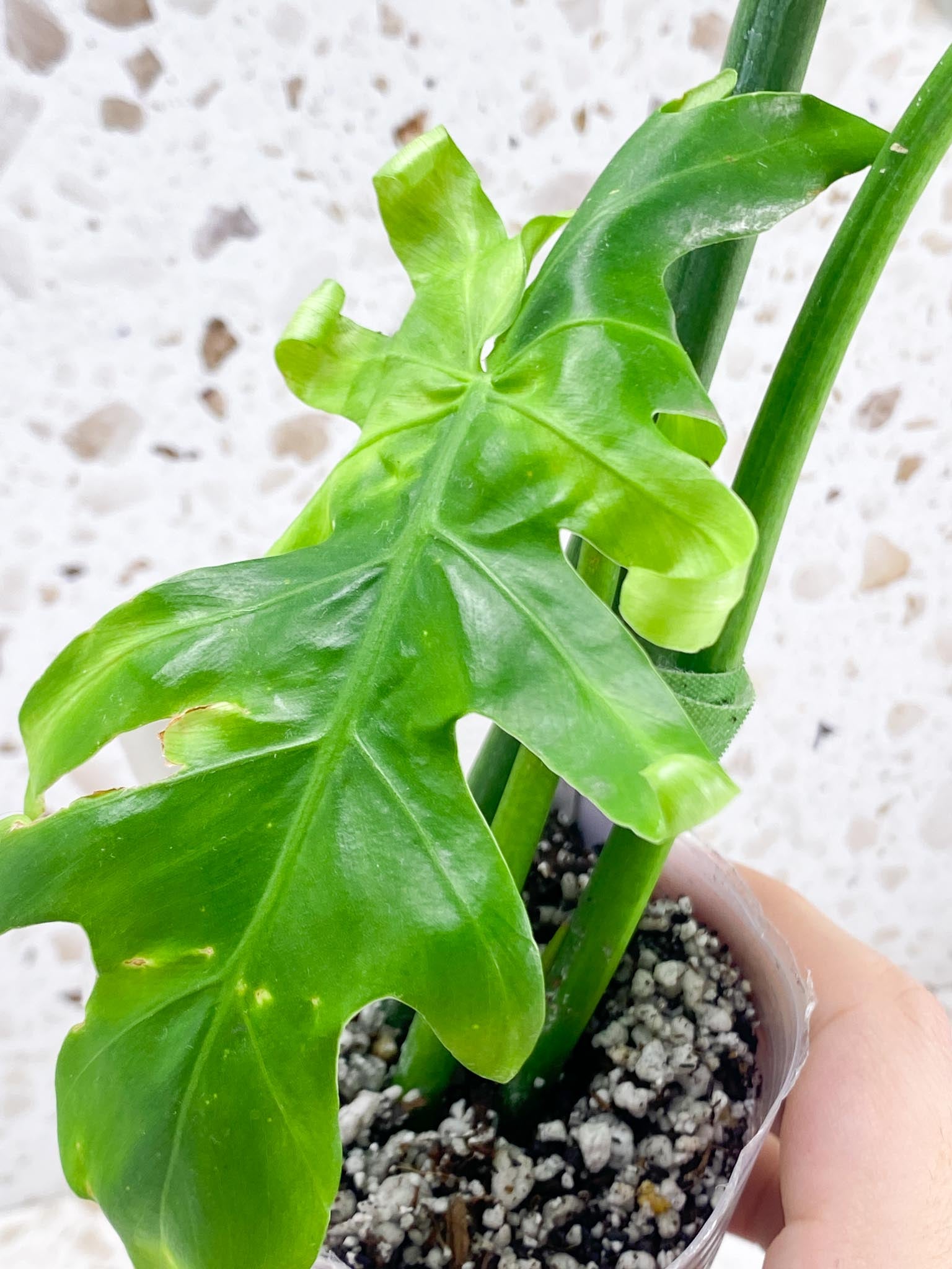 Thaumatophyllum Radiatum Variegated 3 leaf top cutting newest leaf is unfurling half moon leaf (rooting)