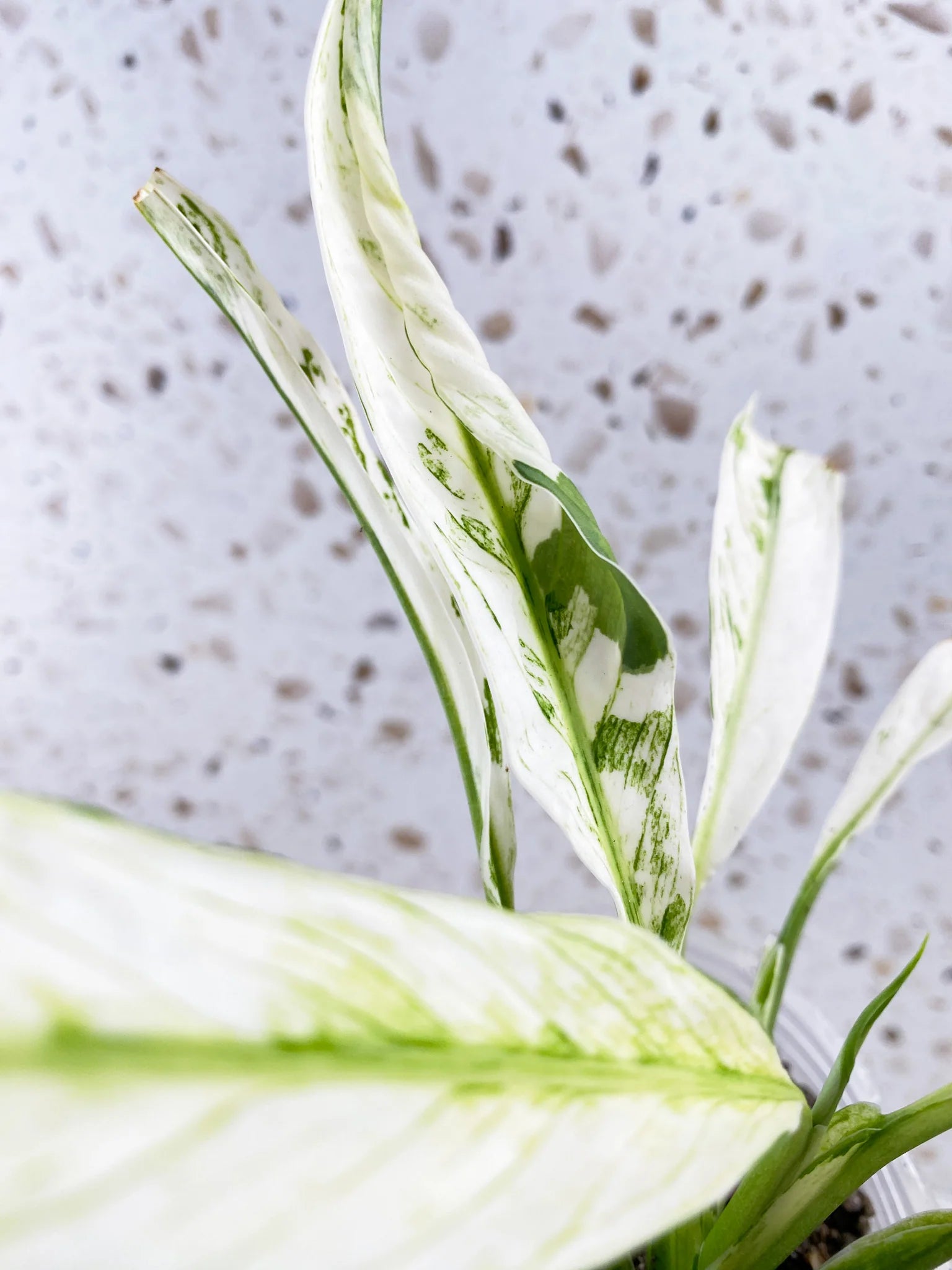 Spathiphyllum Sensation Variegated node