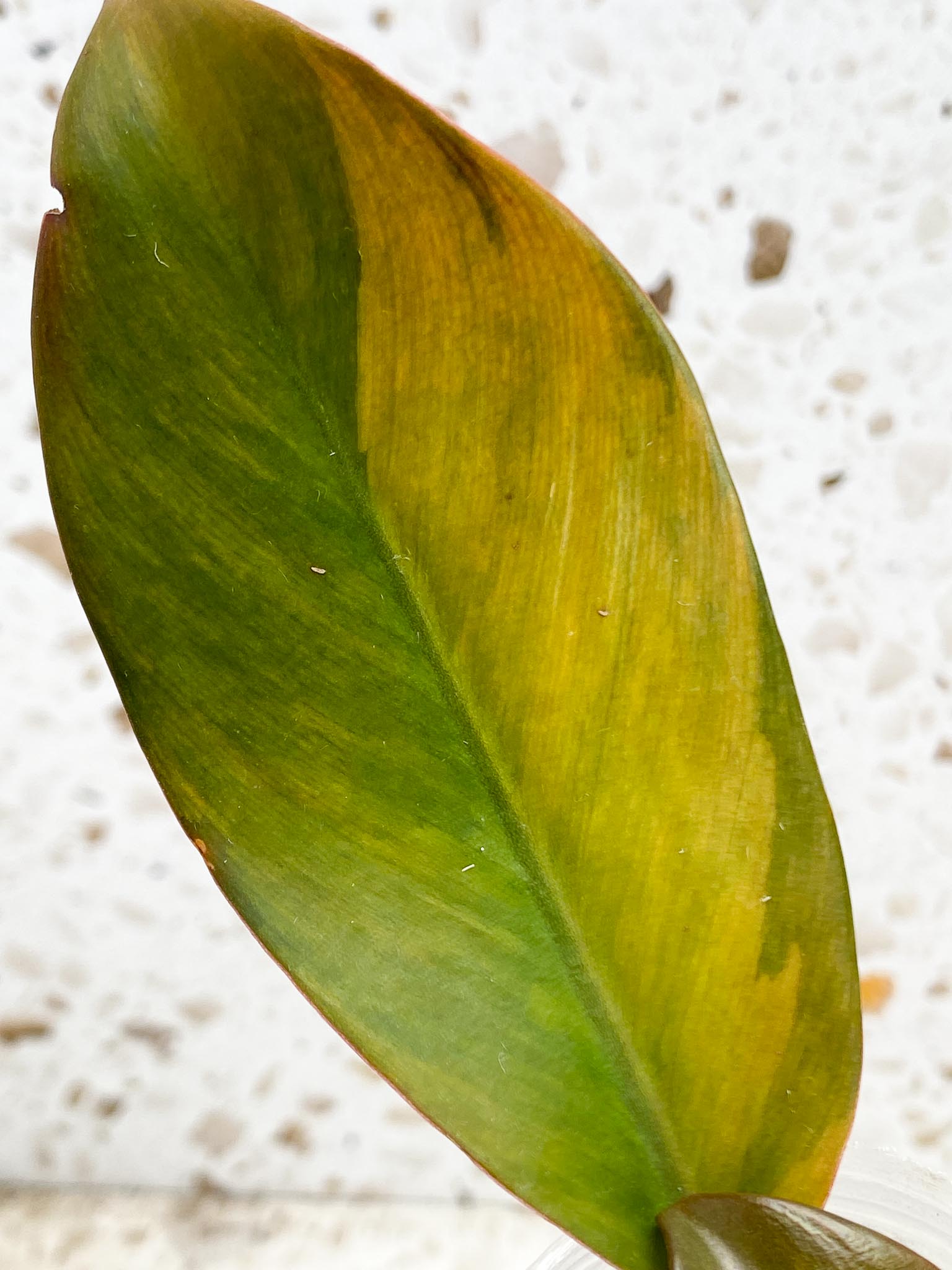 Philodendron Black Cardinal Variegated 5 leaf top cutting newest leaf is unfurling (rooting)