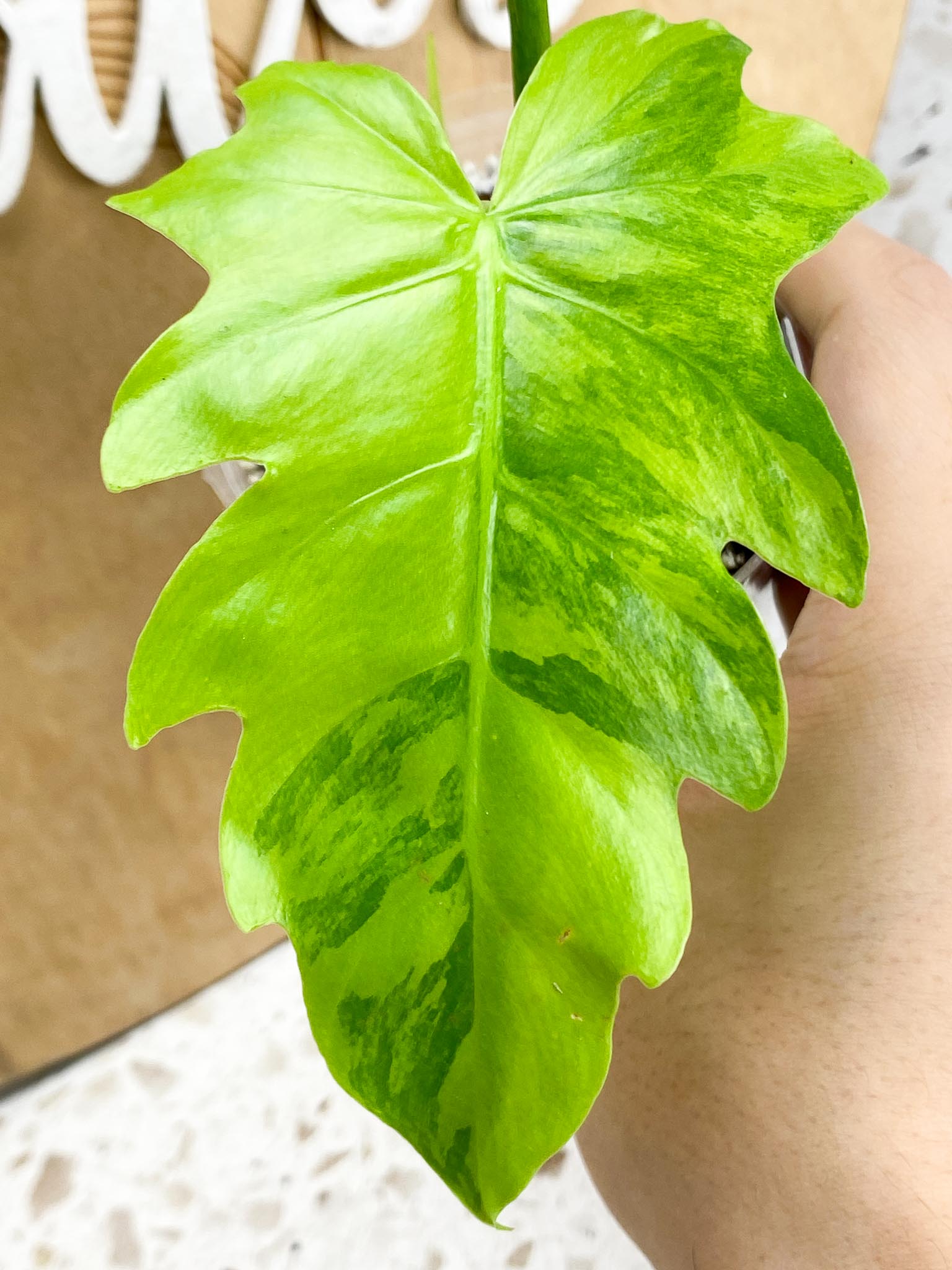 Thaumatophyllum Radiatum Variegated 2 leaves 1 shoot top cutting (slightly rooted)