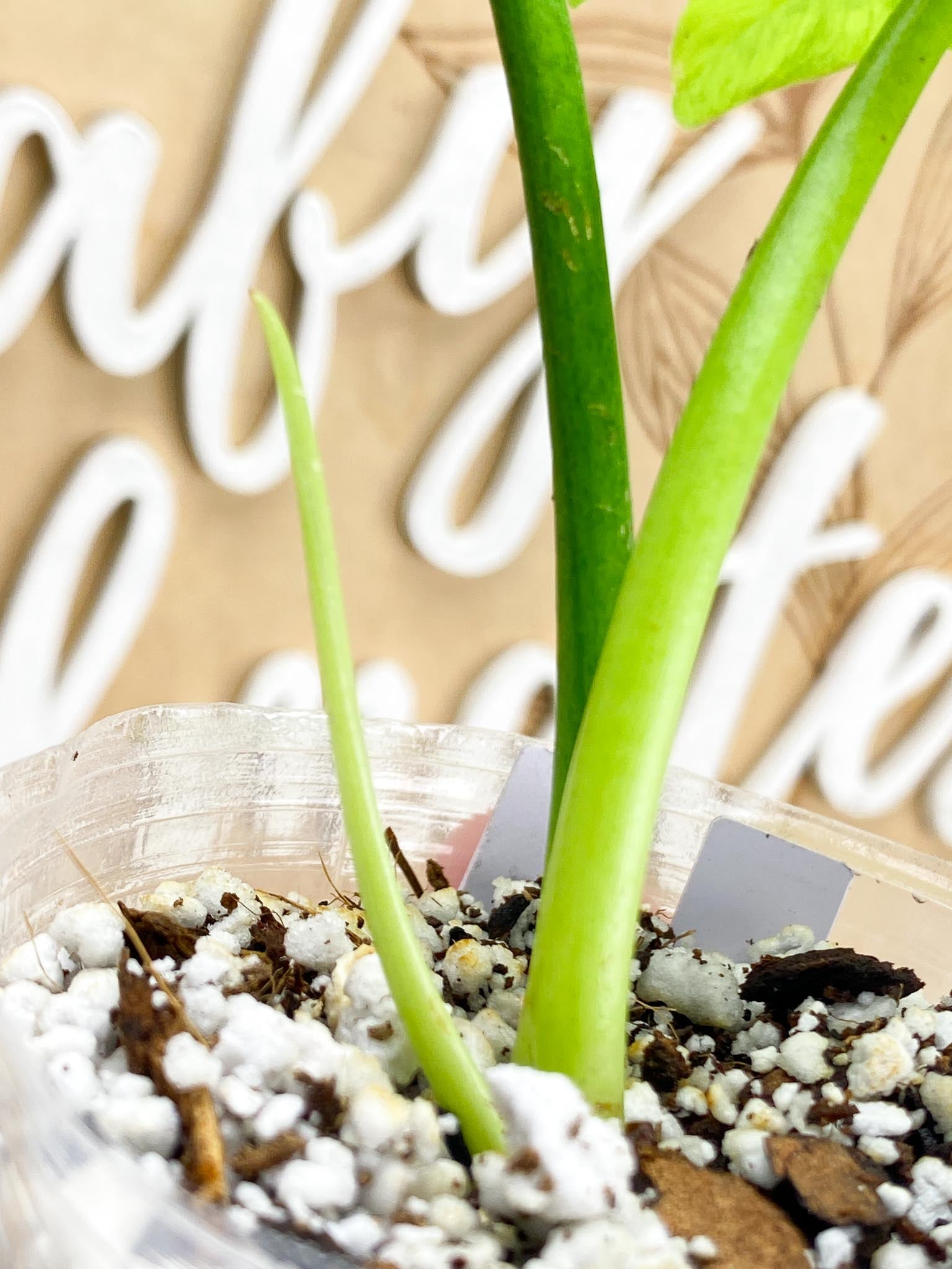 Thaumatophyllum Radiatum Variegated 2 leaves 1 shoot top cutting (slightly rooted)