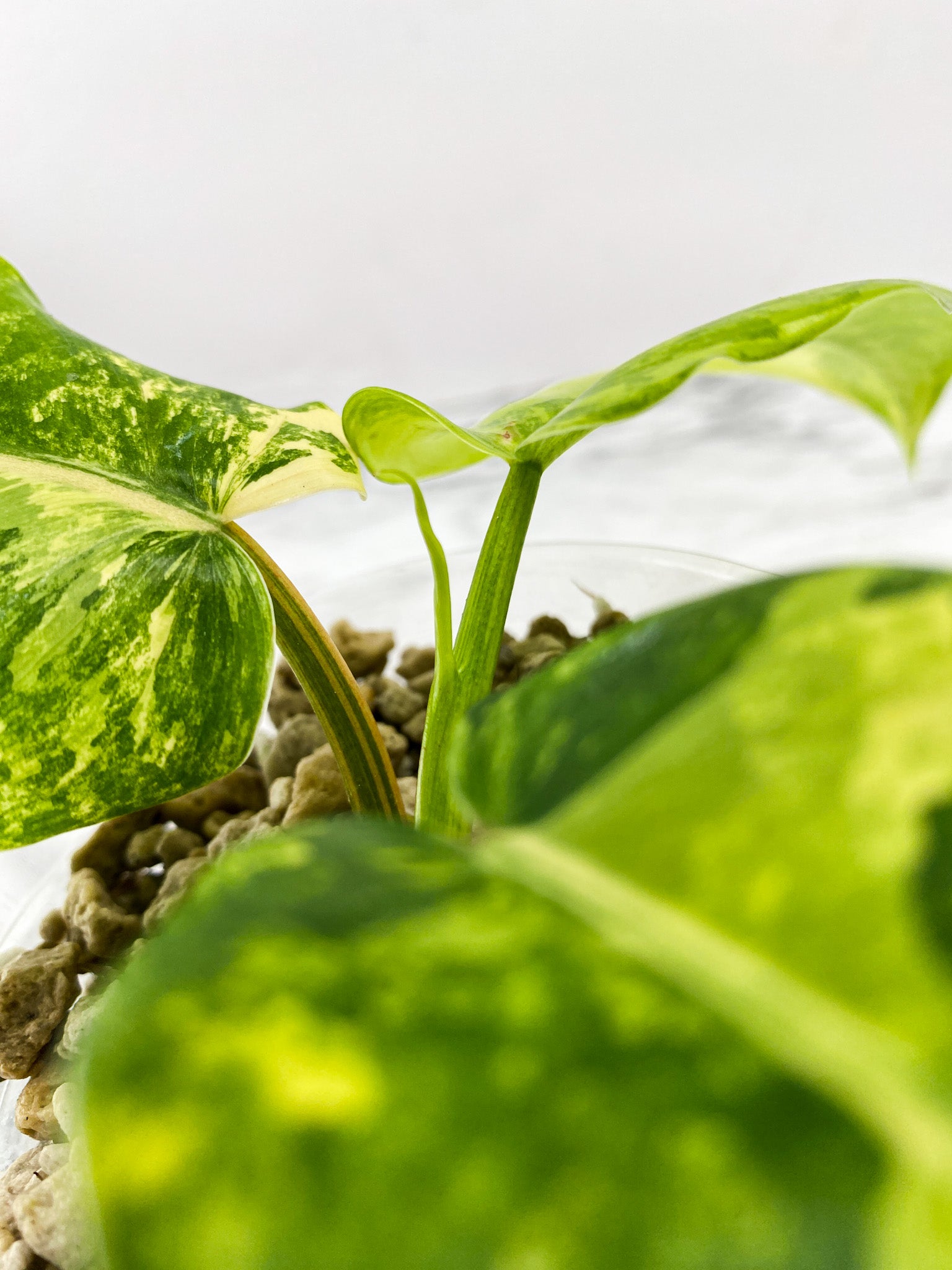 Philodendron Domesticum Variegated 3 leaf top cutting