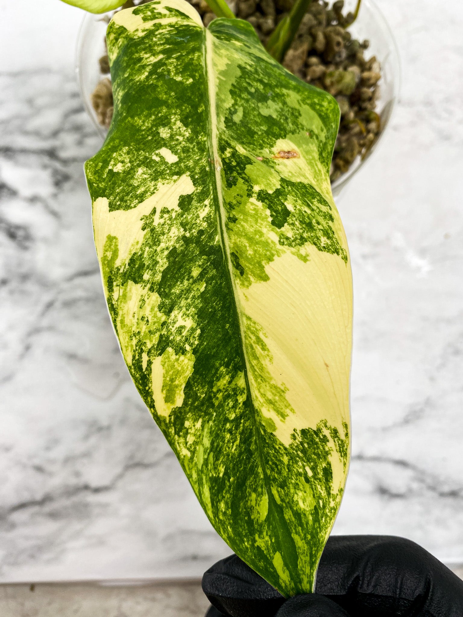 Philodendron Domesticum Variegated 3 leaf top cutting