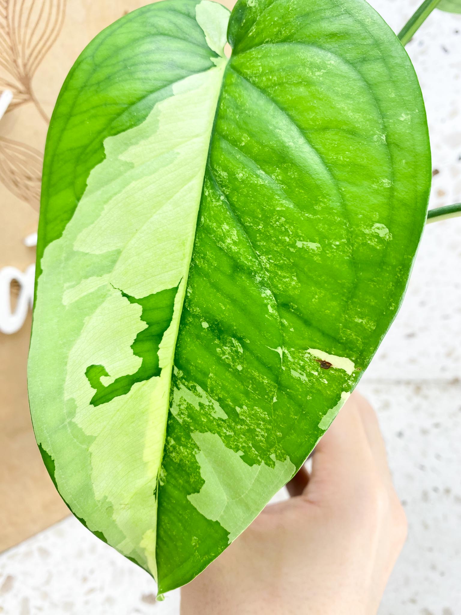 Syngonium Chiapense Variegated 3 leaf top cutting half moon variegation (rooting)