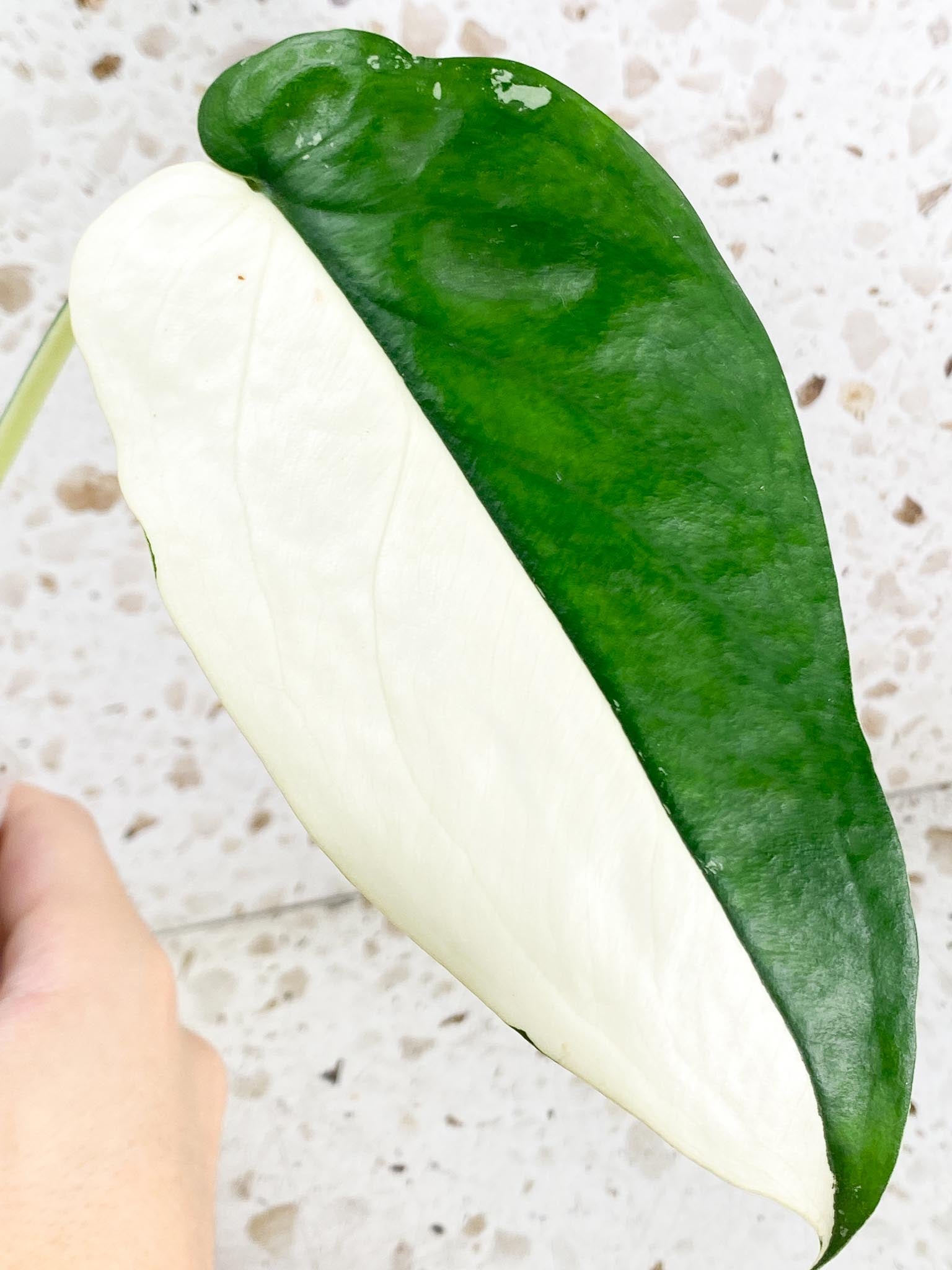 Syngonium Chiapense Variegated 3 leaf top cutting half moon variegation (rooting)