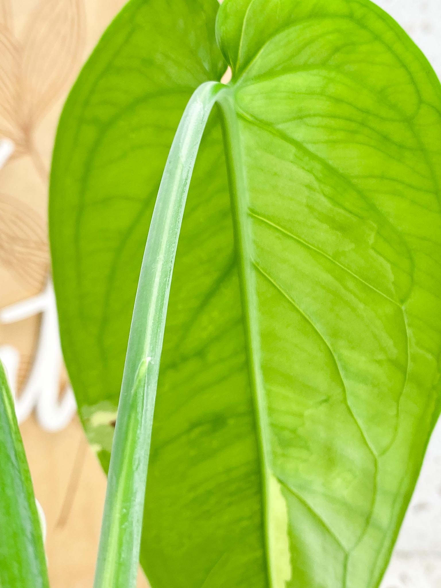 Syngonium Chiapense Variegated 3 leaf top cutting half moon variegation (rooting)