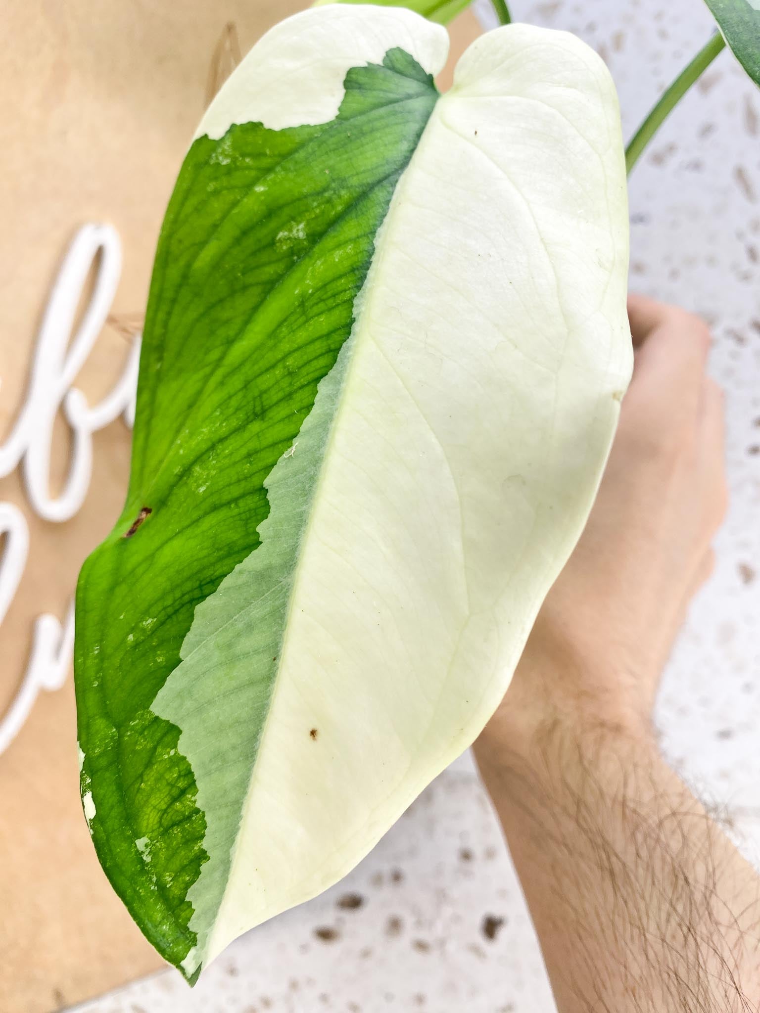 Syngonium Chiapense Variegated 3 leaf top cutting with half moon leaf (rooting)