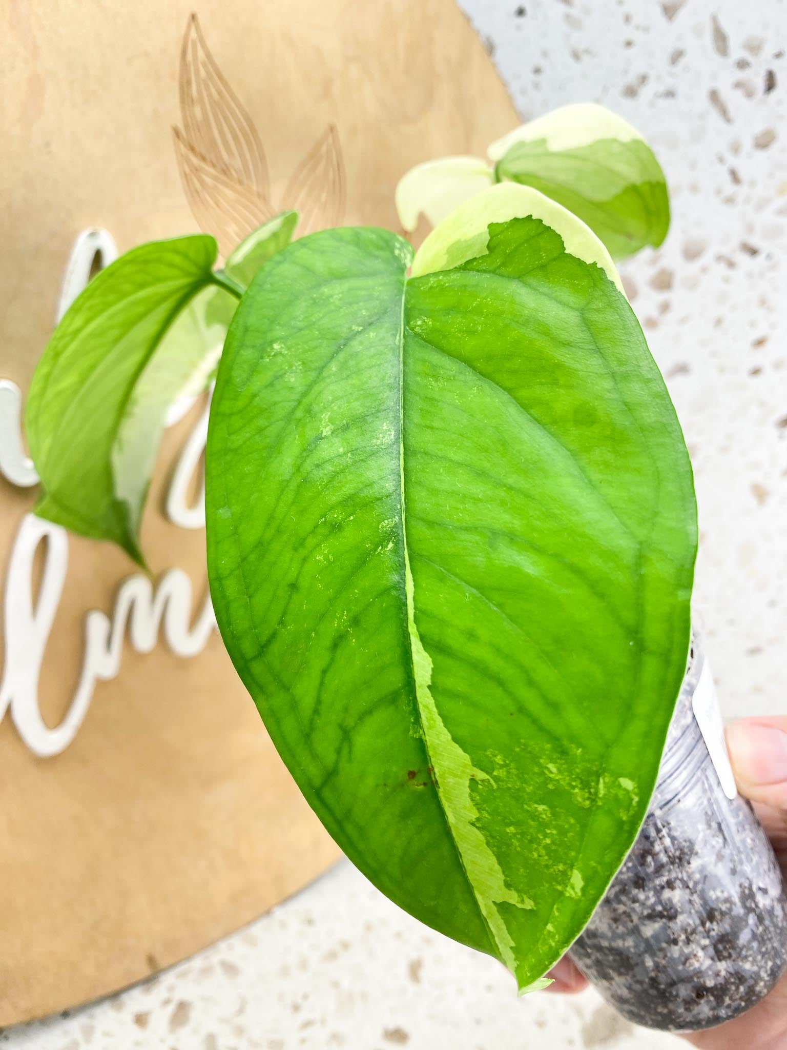 Syngonium Chiapense Variegated 3 leaf top cutting with half moon leaf (rooting)