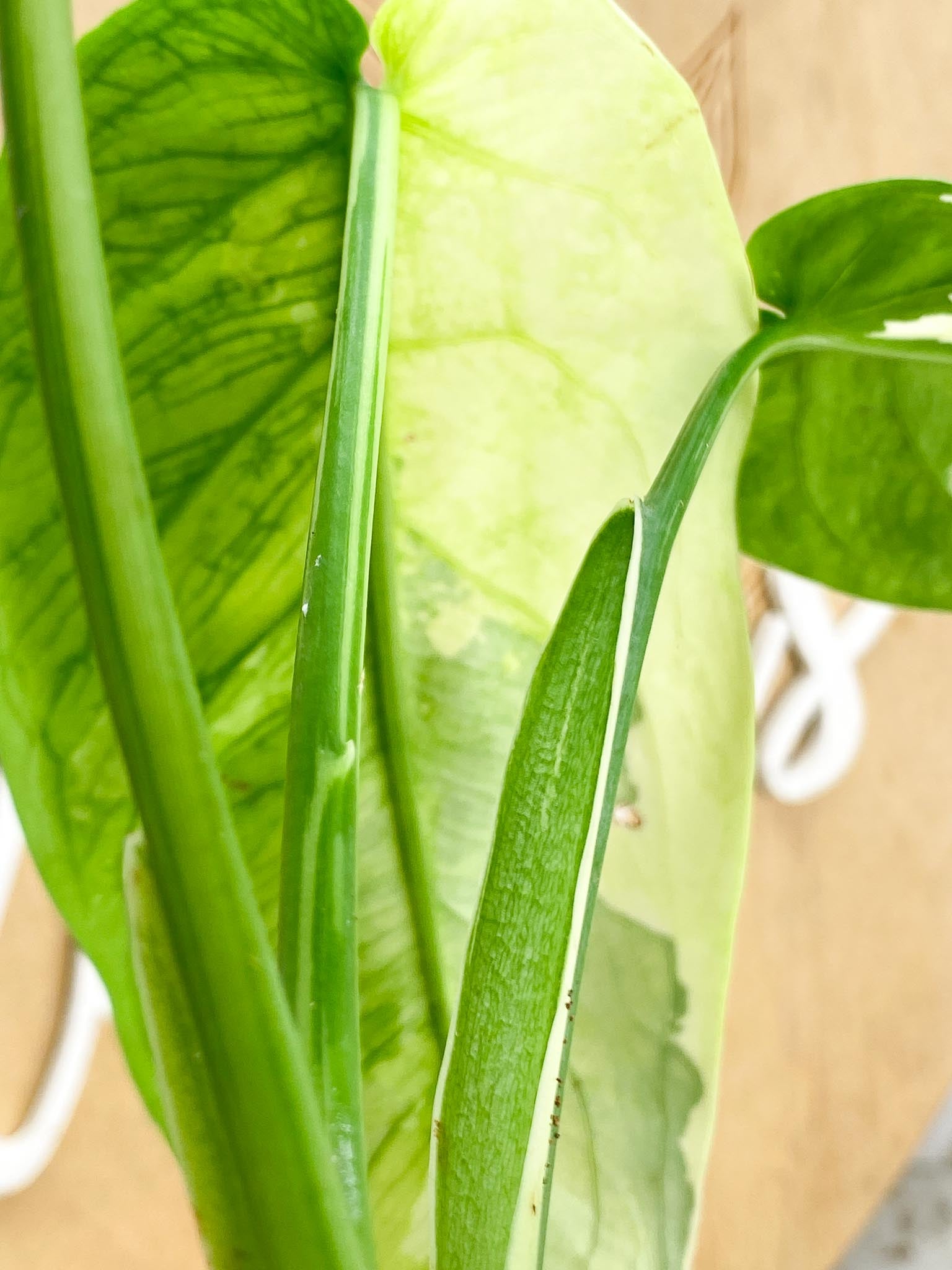 Syngonium Chiapense Variegated 3 leaf top cutting sectoral variegation (rooting)