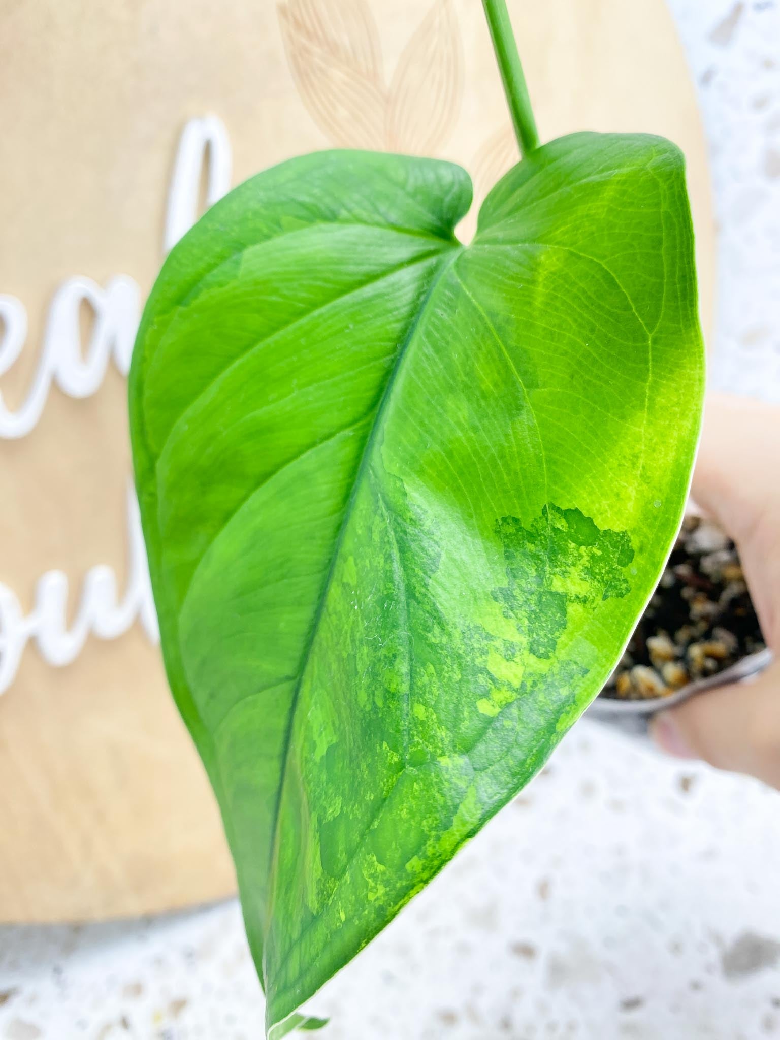 Syngonium Chiapense Variegated 2 leaf top cutting (slightly rooted)