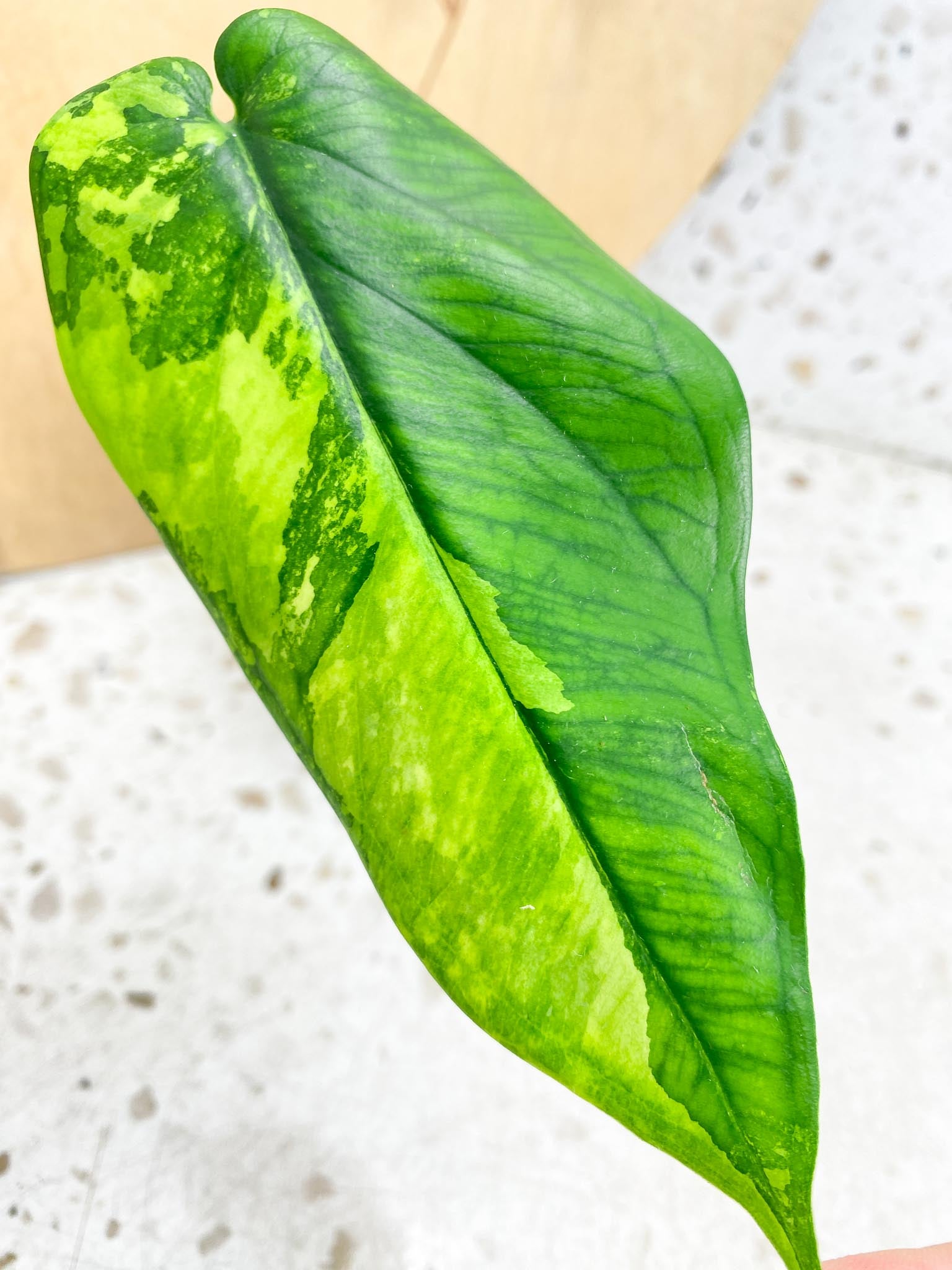 Syngonium Chiapense Variegated 1 leaf with active bud (rooting)