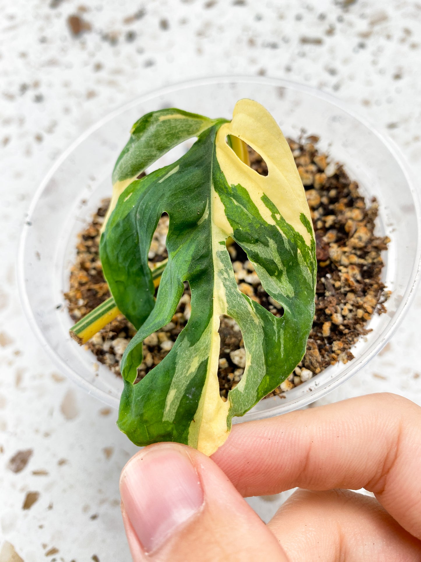 Monstera Acuminata Variegated 1 leaf 1 sprout
