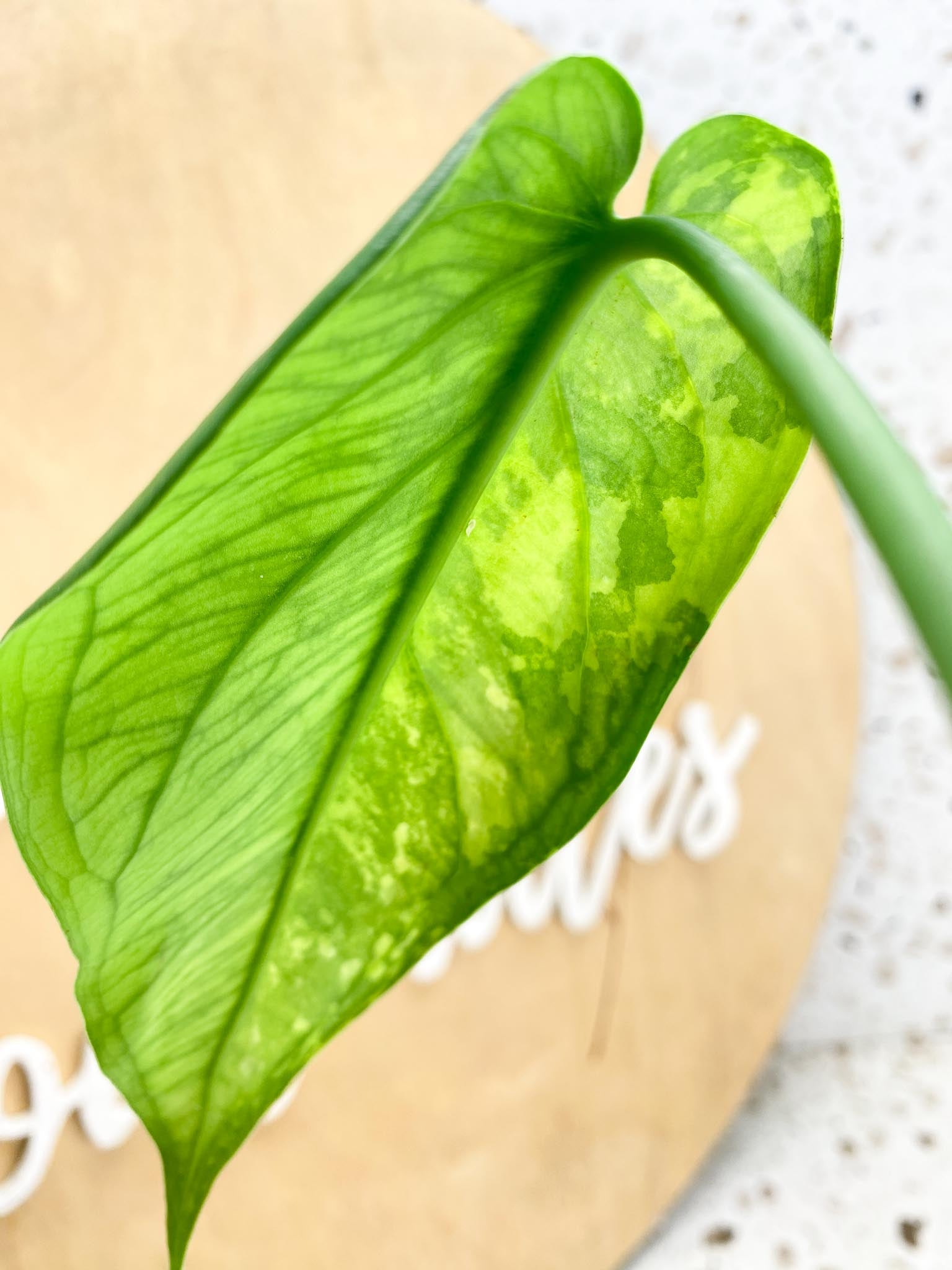 Syngonium Chiapense Variegated 1 leaf with active bud (rooting)