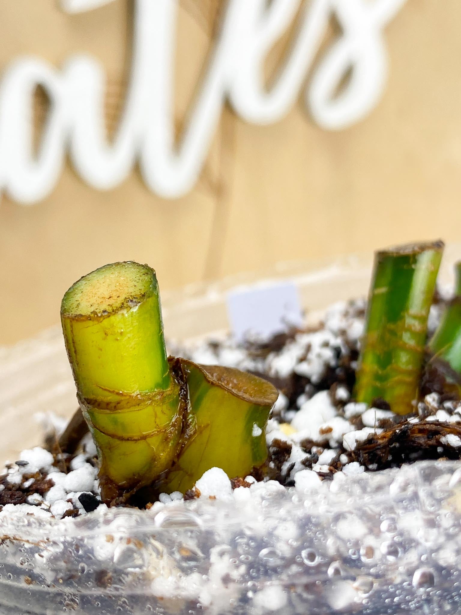 Syngonium Chiapense Variegated multiple nodes with sprouting bud (rooting)