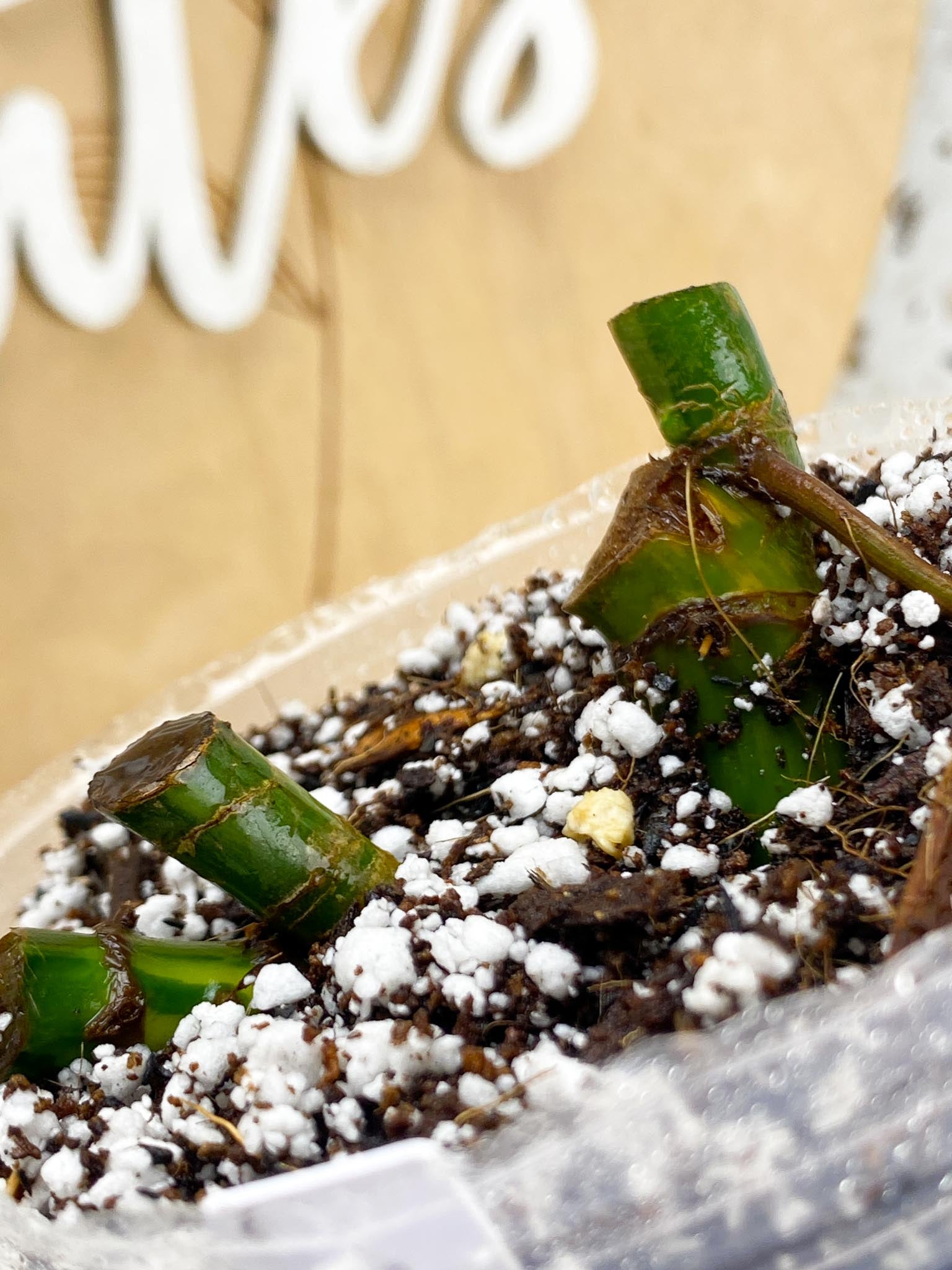 Syngonium Chiapense Variegated multiple nodes with sprouting bud (rooting)