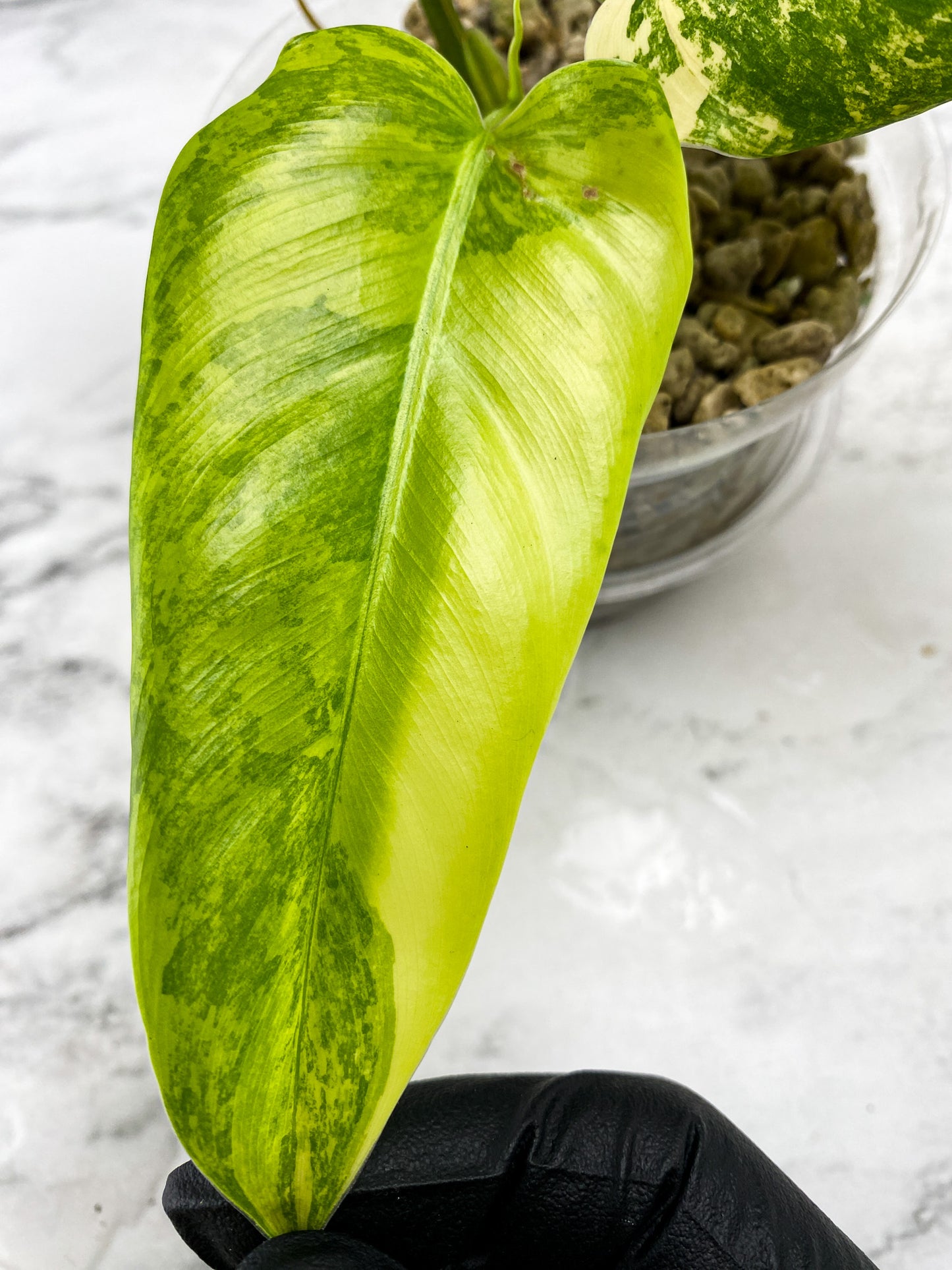 Philodendron Domesticum Variegated 3 leaf top cutting