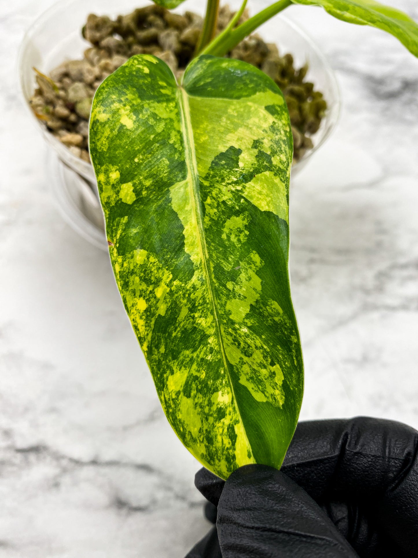 Philodendron Domesticum Variegated 3 leaf top cutting