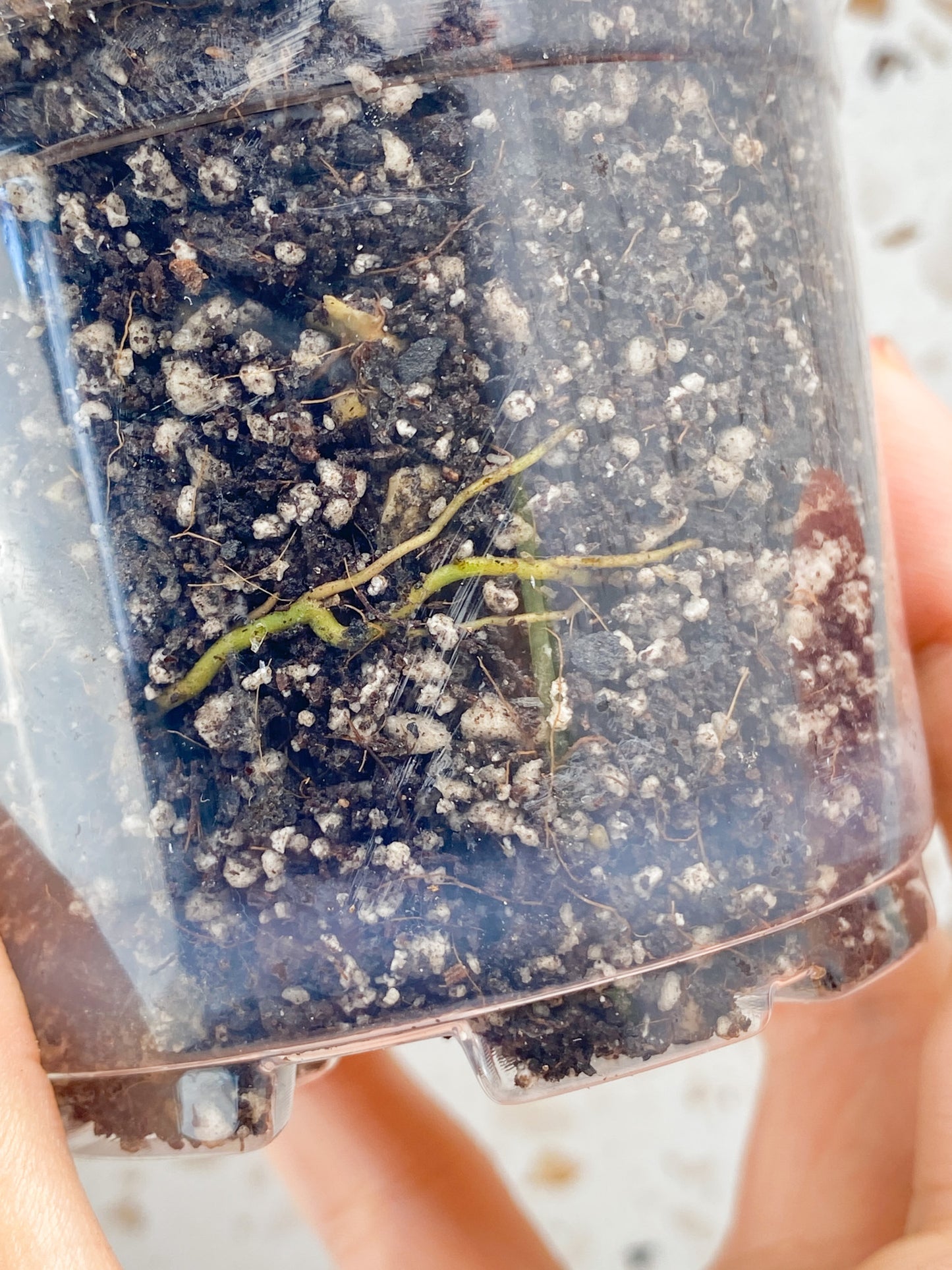 Monstera Adansonii Aurea 2 baby leaves