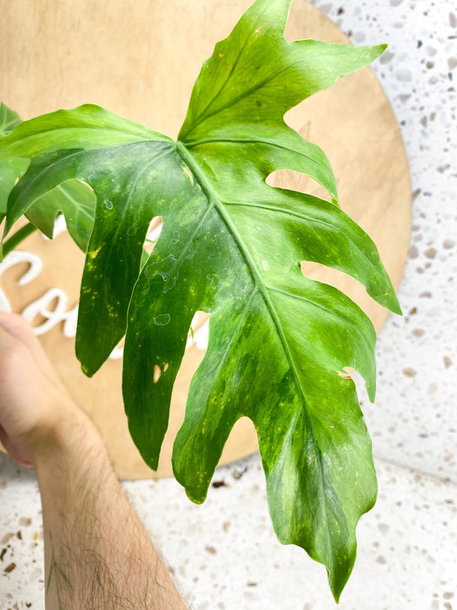 Thaumatophyllum Radiatum Variegated 2 leaves 1 shoot top cutting (slightly rooted)