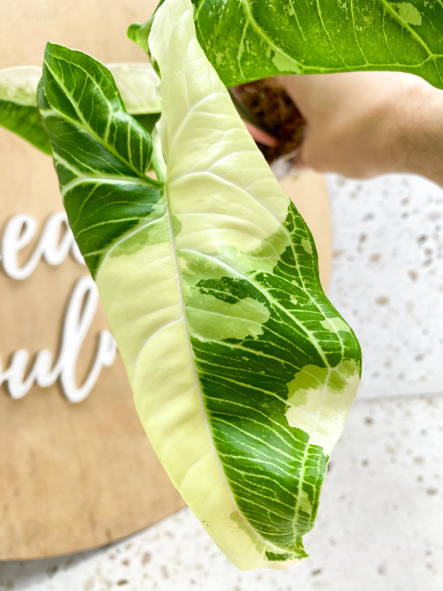 Syngonium Batik Variegated Albo 3 leaf top cutting (rooting)