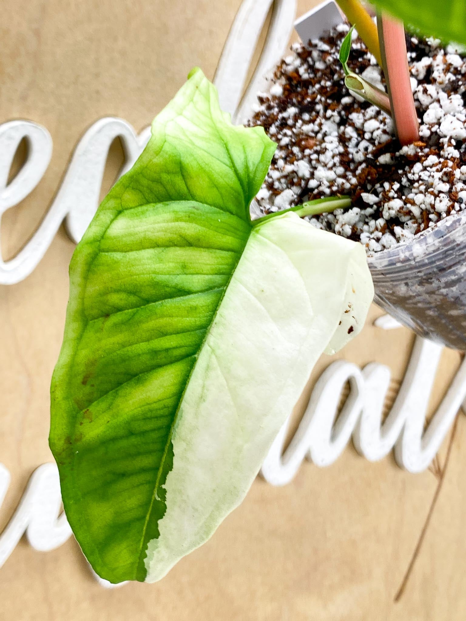 Syngonium Batik Variegated Albo 3 leaf top cutting newest leaf is unfurling (rooting)