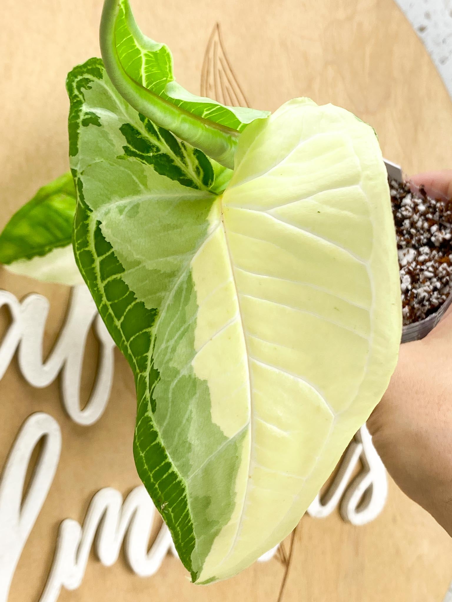 Syngonium Batik Variegated Albo 3 leaf top cutting newest leaf is unfurling (rooting)