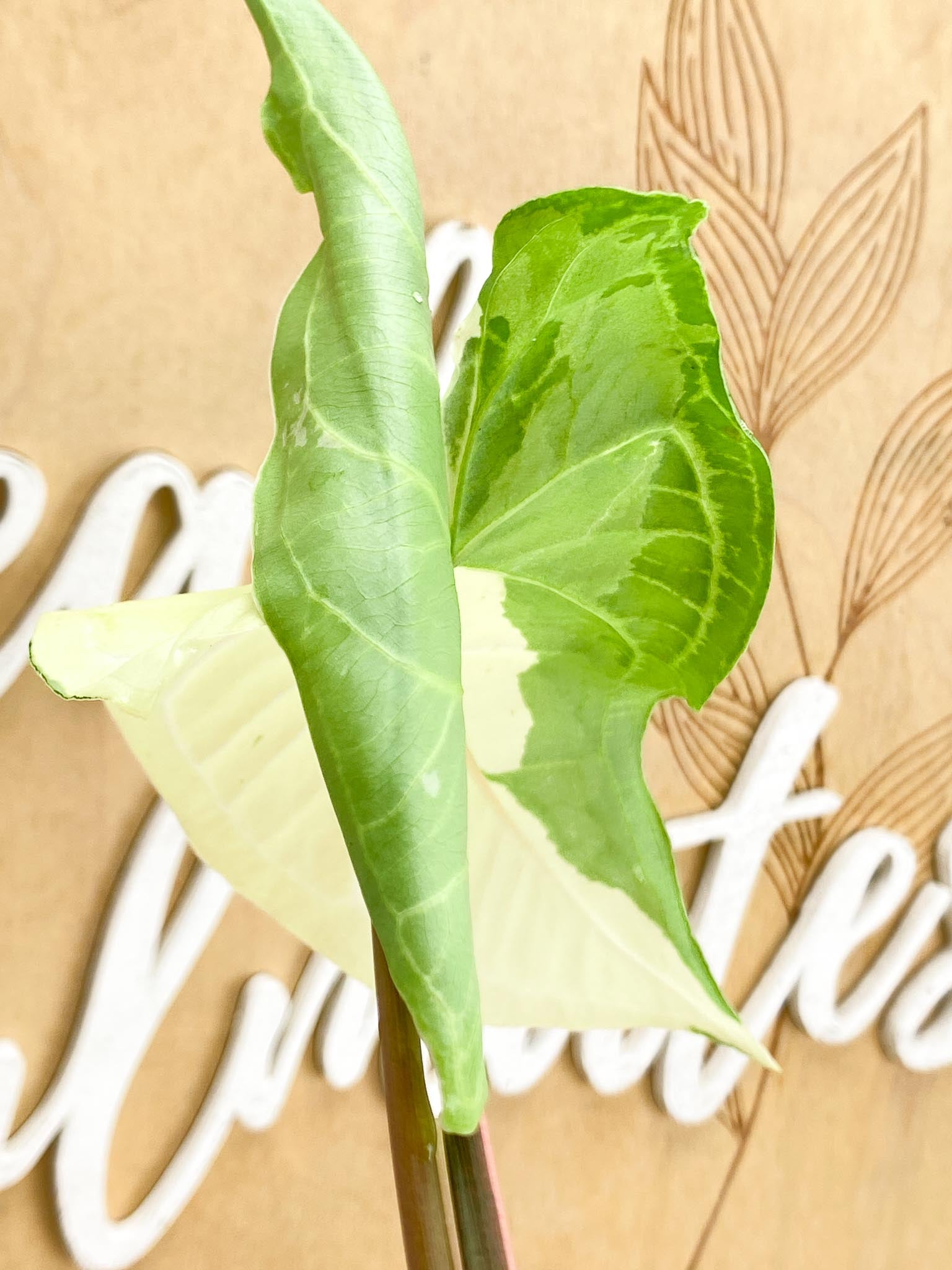 Syngonium Batik Variegated Albo 3 leaf top cutting newest leaf is unfurling (rooting)