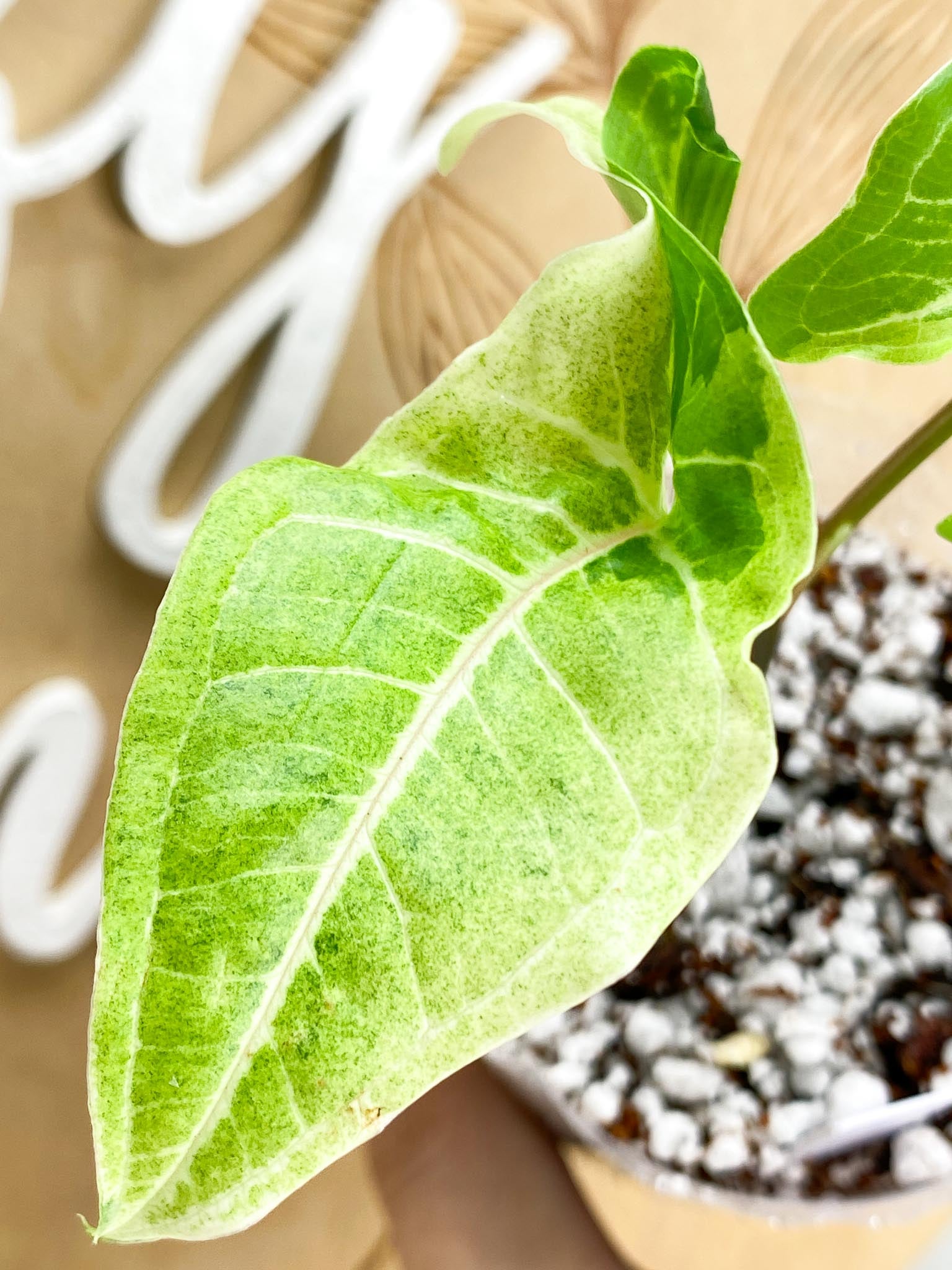 Syngonium Batik Variegated Albo 2 leaf top cutting (rooting)