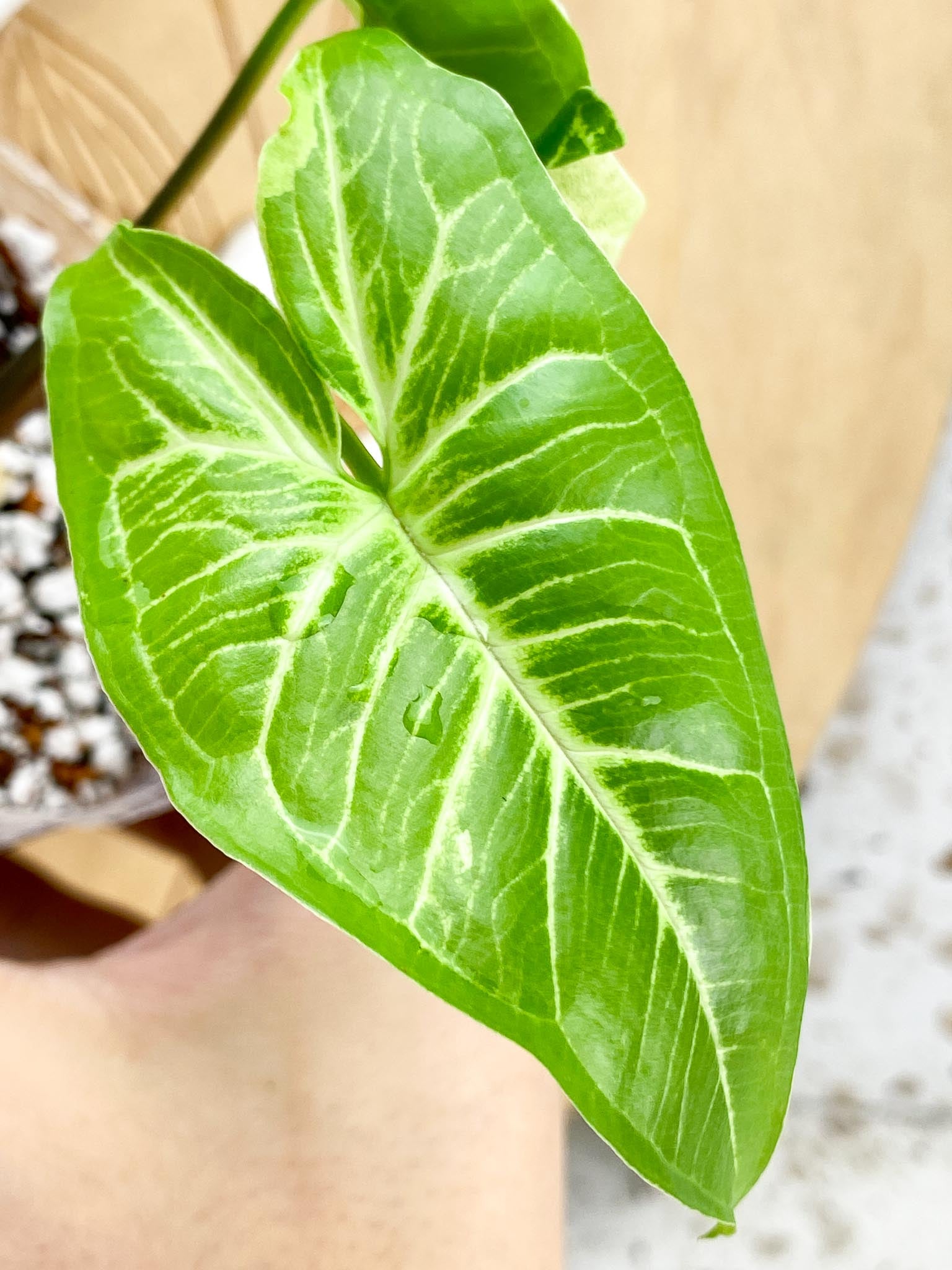 Syngonium Batik Variegated Albo 2 leaf top cutting (rooting)