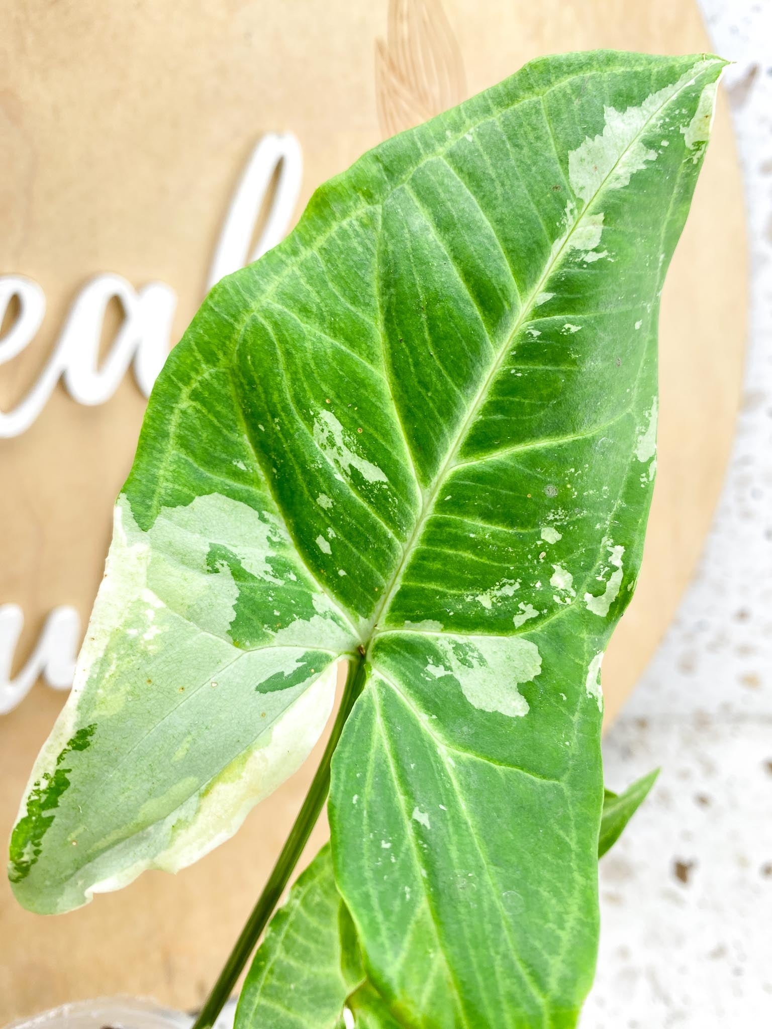 Syngonium Batik Variegated Albo 2 leaves with sprout (rooting)