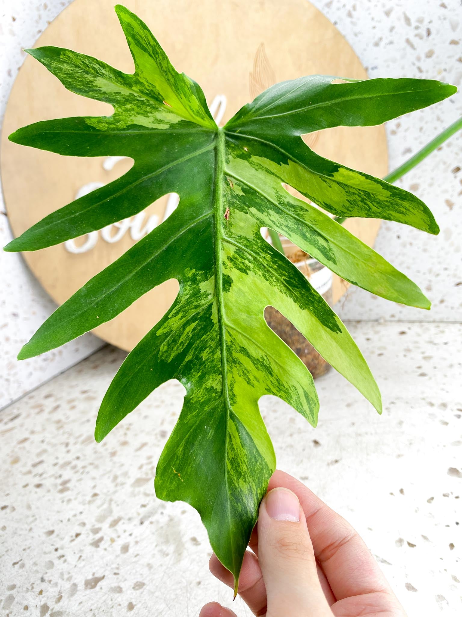 Thaumatophyllum Radiatum Variegated 2 leaves and active node (rooting)