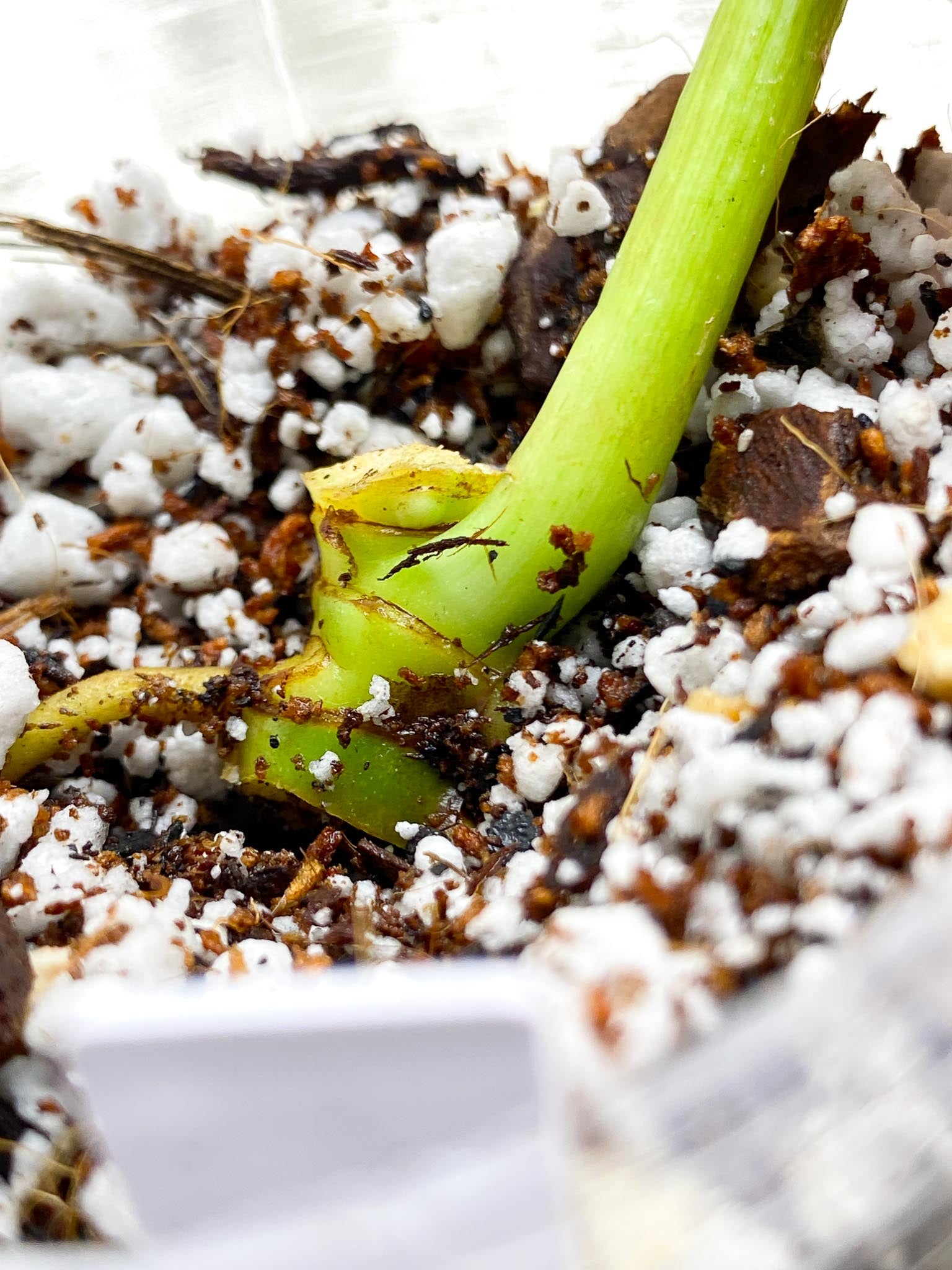 Thaumatophyllum Radiatum Variegated 1 baby leaf multiple nodes (rooted)