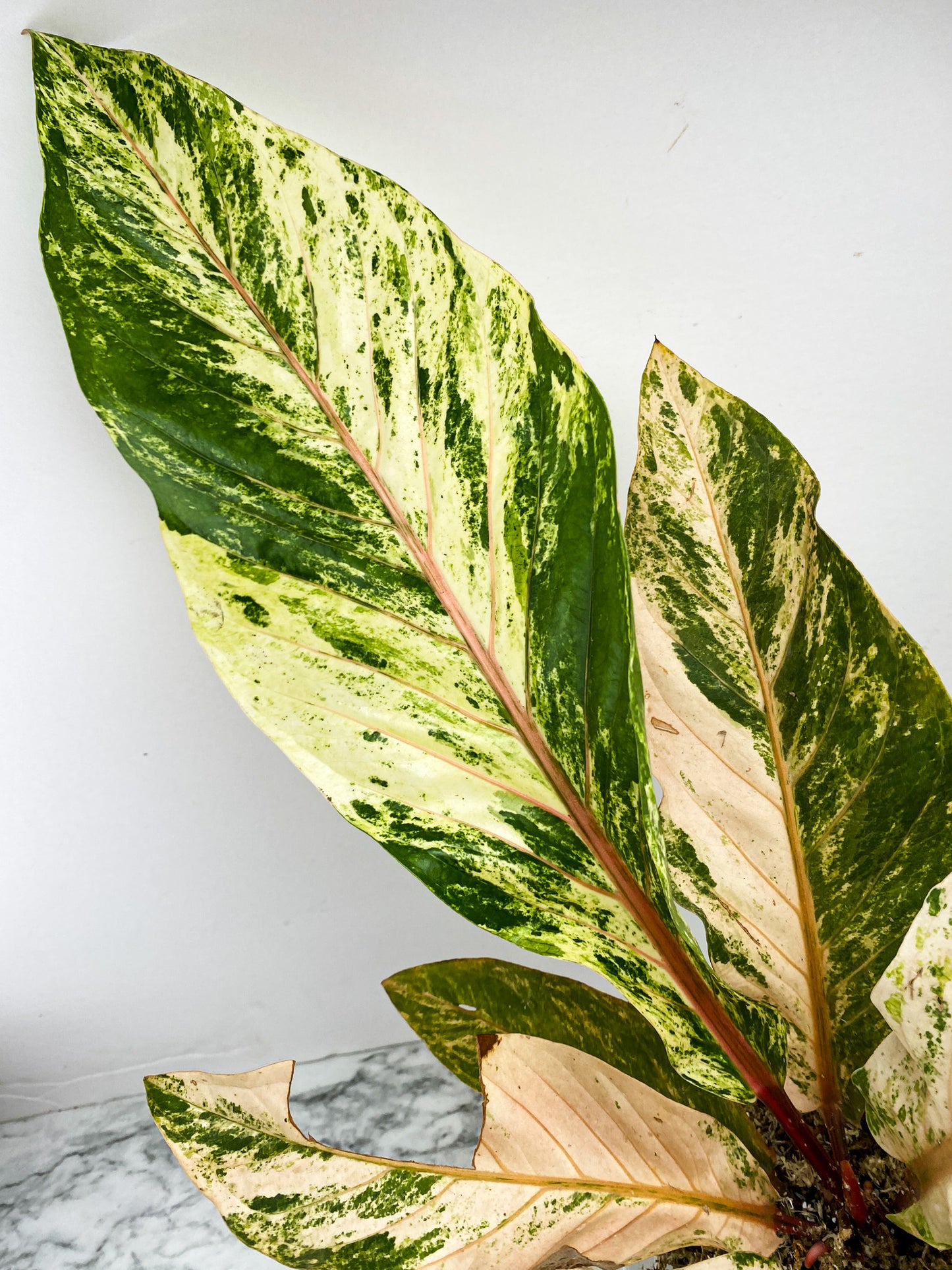 Anthurium Renaissance Variegated 7 leaf top cutting (Pink Dragon)