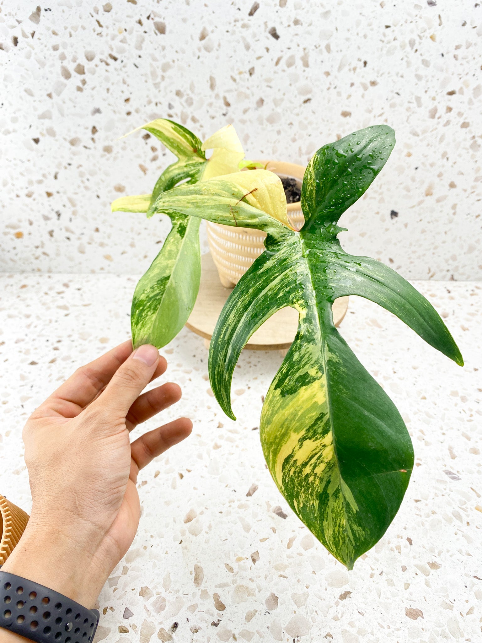 Rare Highly Variegated Philodendron store Florida Beauty cutting