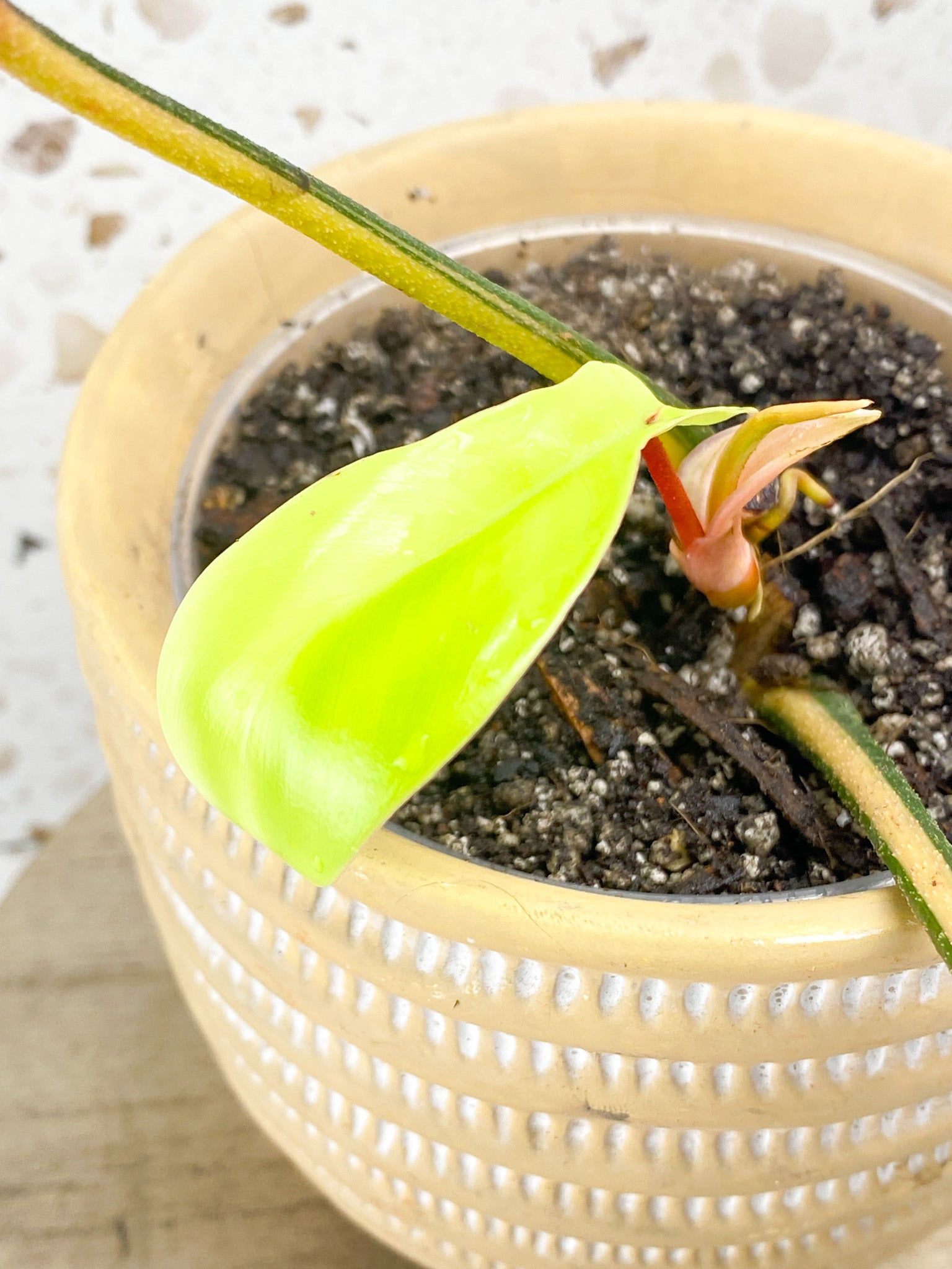 Rare Highly Variegated Philodendron Florida high quality Beauty cutting