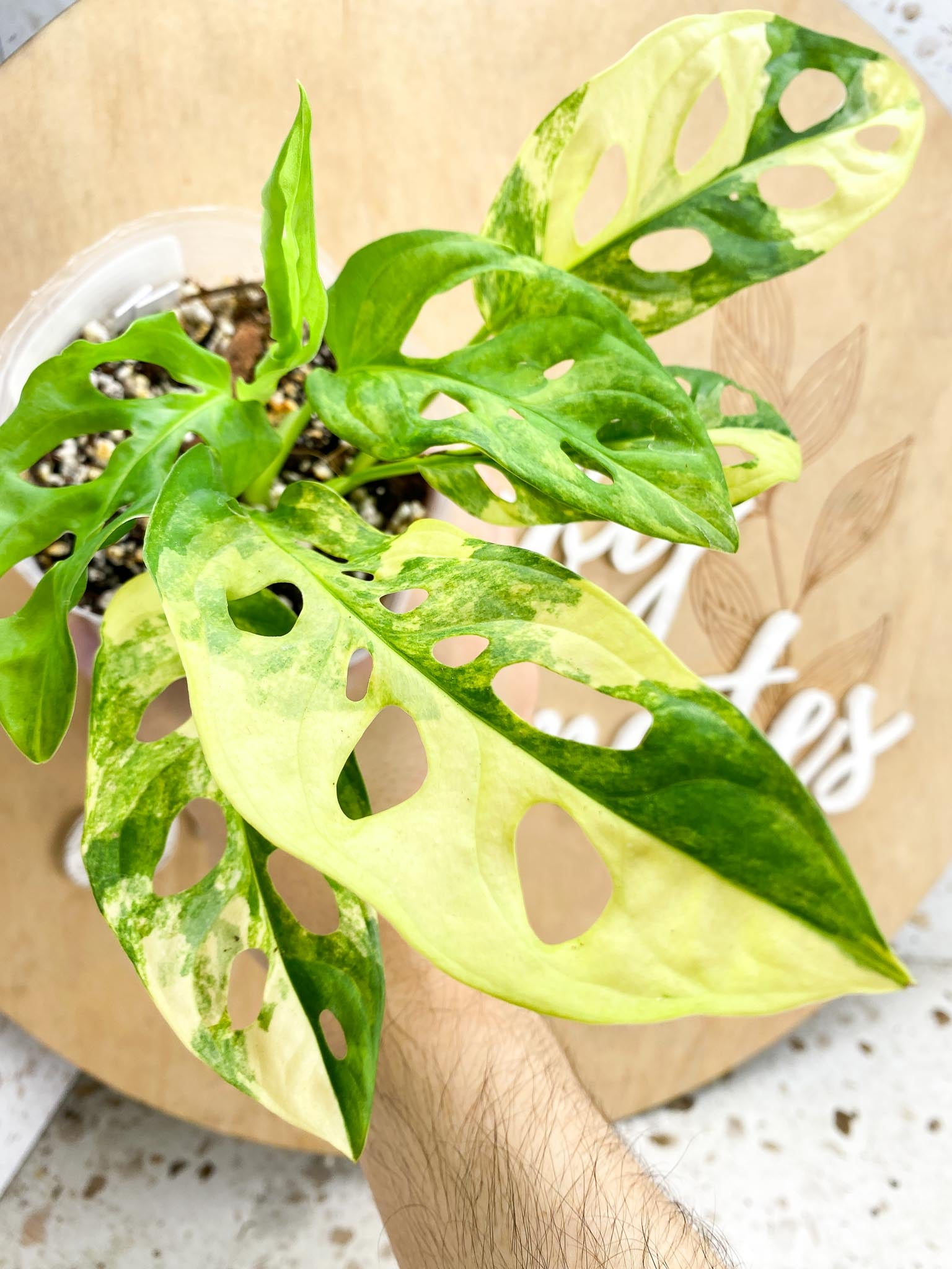 Monstera Adansonii Aurea 6 leaf top cutting newest leaf is unfurling (rooting)