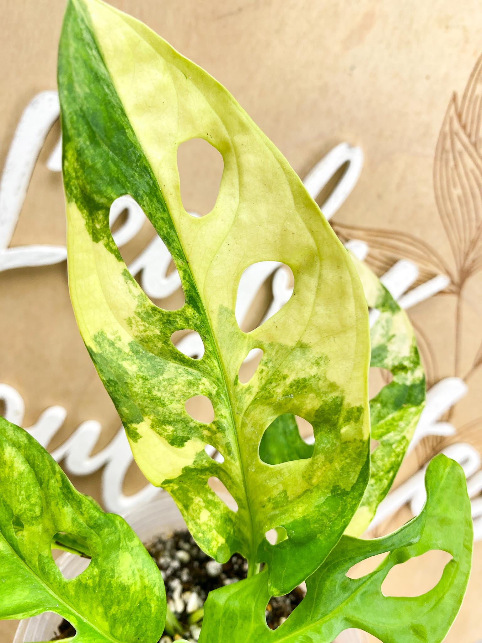 Monstera Adansonii Aurea 6 leaf top cutting newest leaf is unfurling (rooting)