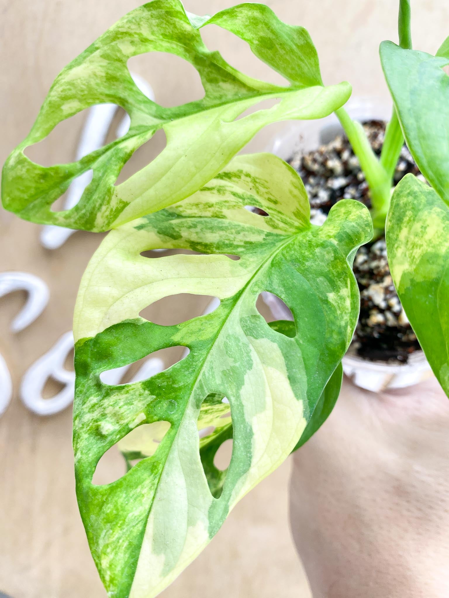 Monstera Adansonii Aurea 5 leaves 1 shoot top cutting highly variegated (rooting)