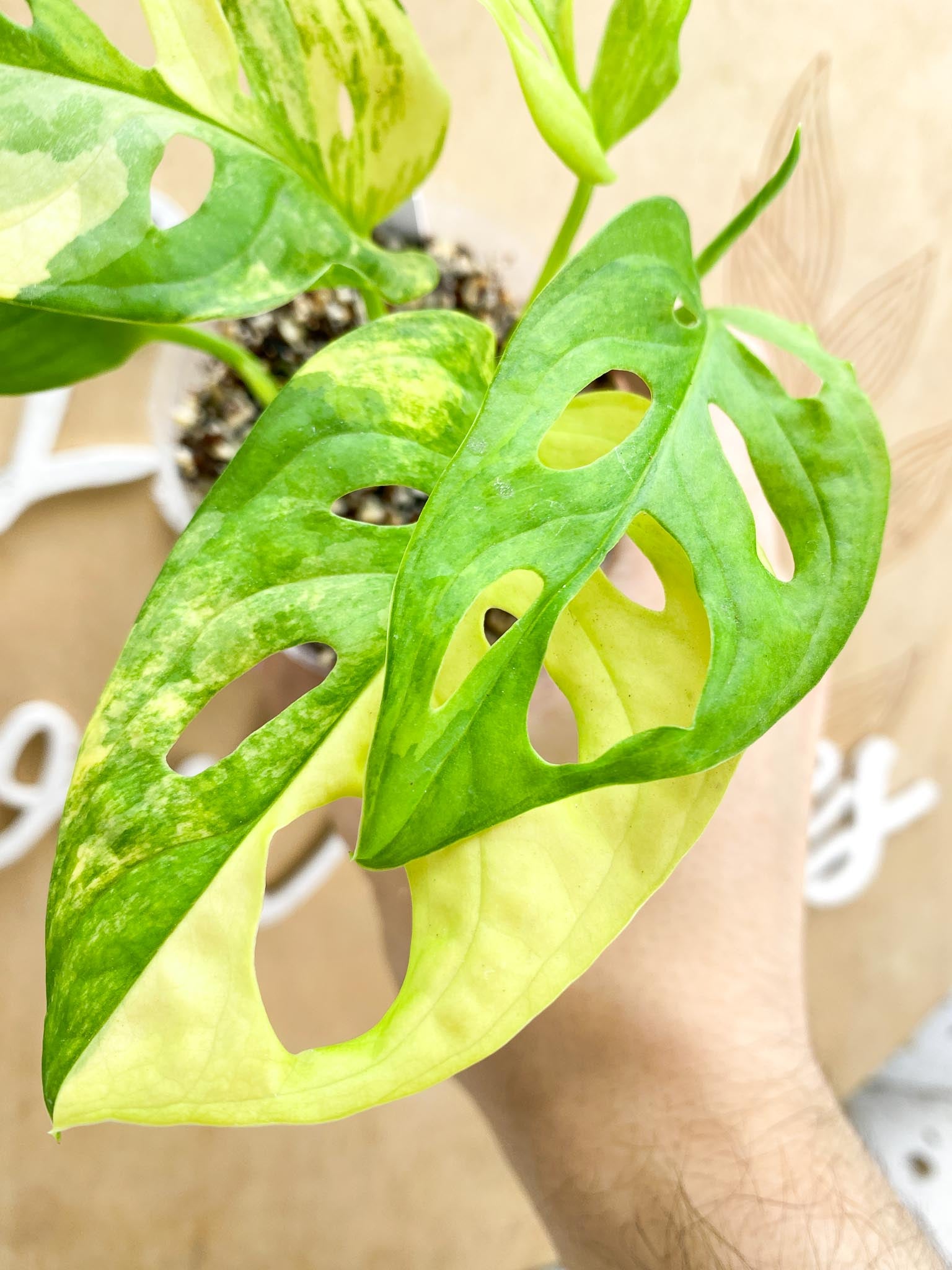 Monstera Adansonii Aurea 5 leaves 1 shoot top cutting highly variegated (rooting)