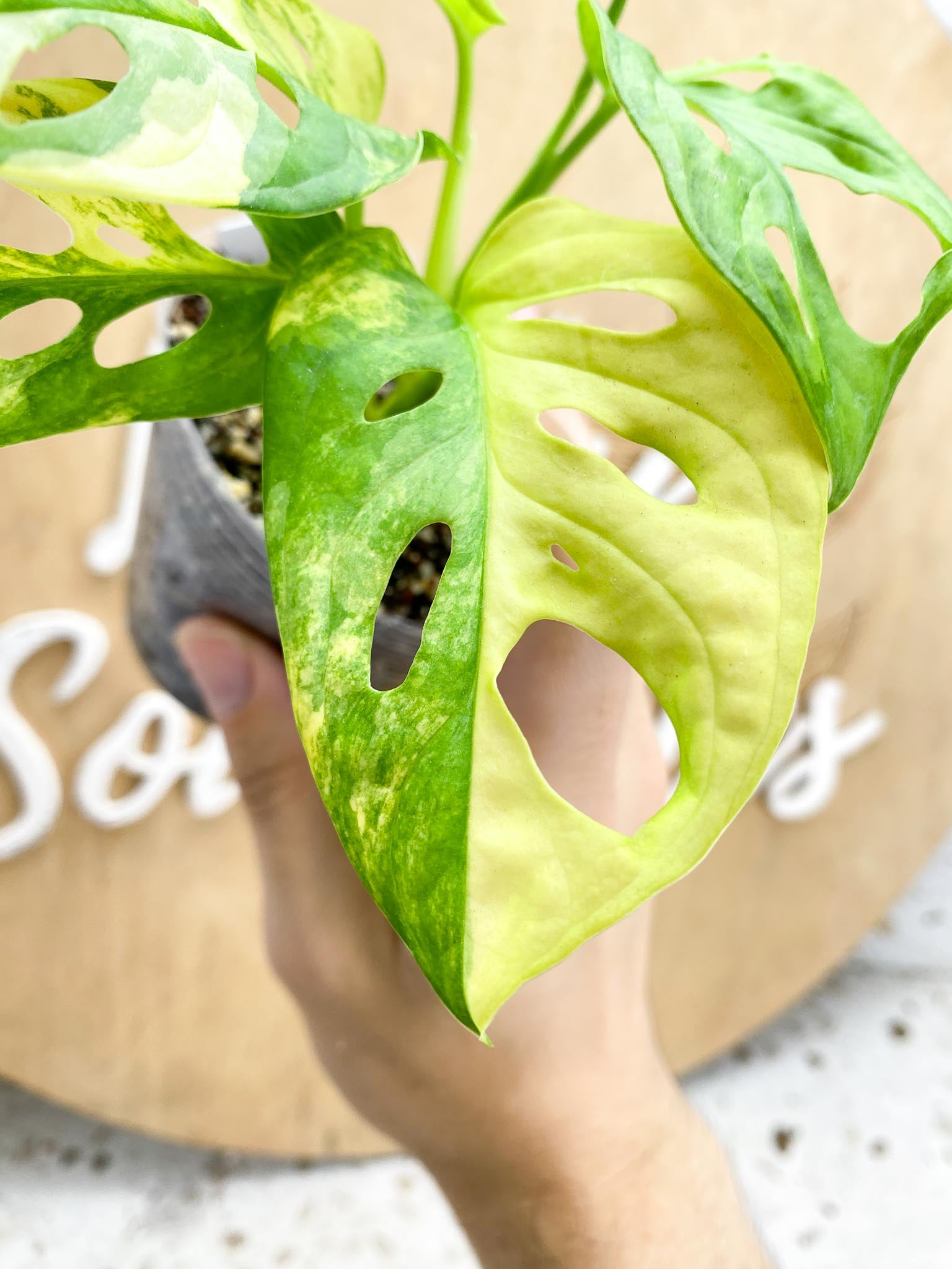 Monstera Adansonii Aurea 5 leaves 1 shoot top cutting highly variegated (rooting)