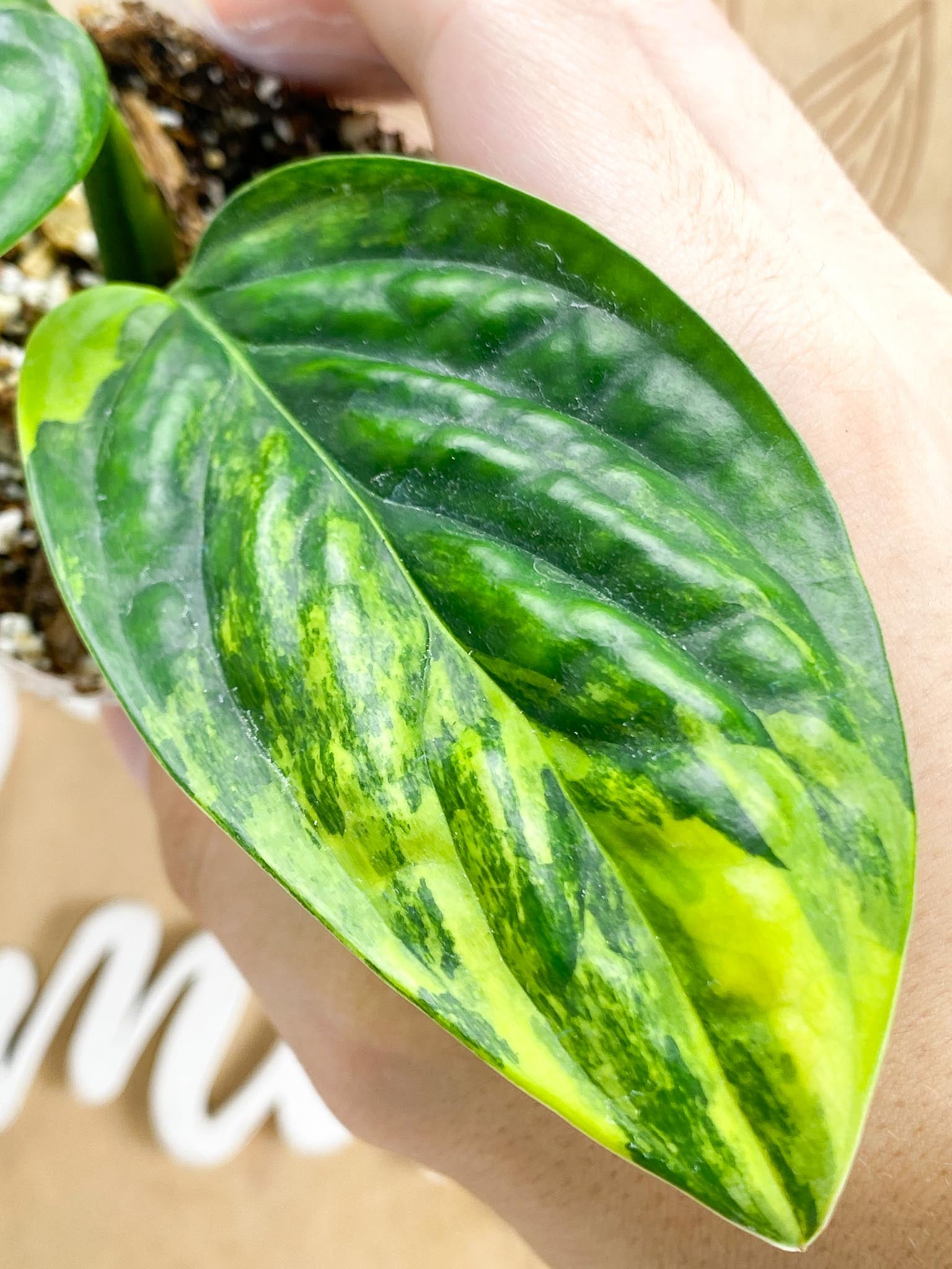 *RESERVED: Monstera Peru Variegated 2 leaves (rooting)