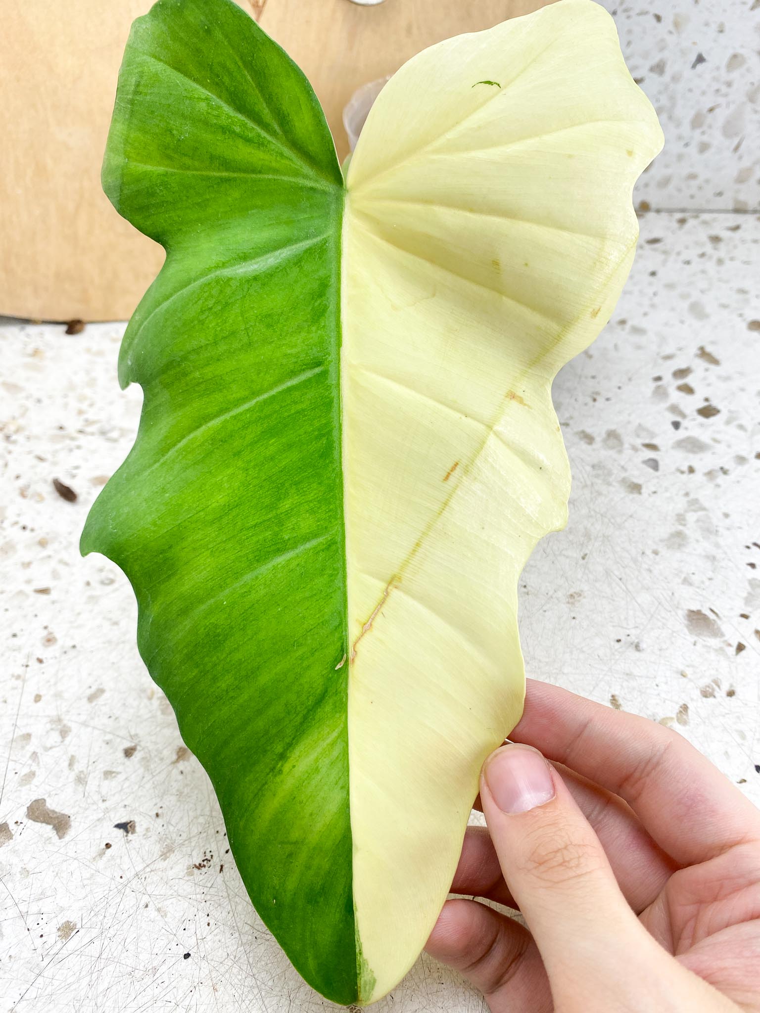 Unicorn: Philodendron Florida Beauty x Mayoi 1 leaf half moon variegation and active node (slightly rooted)