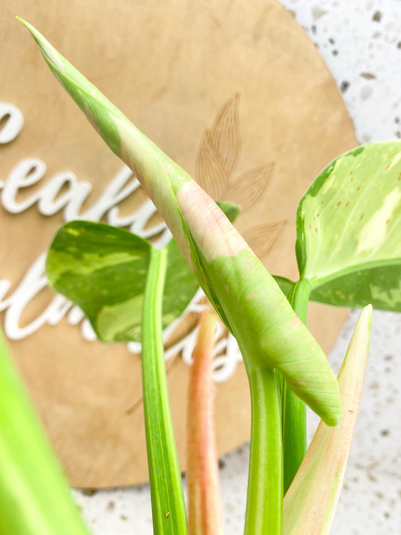 Philodendron Green Congo Nuclear 3 leaves 1 shoot about to unfurl top cutting (rooted)